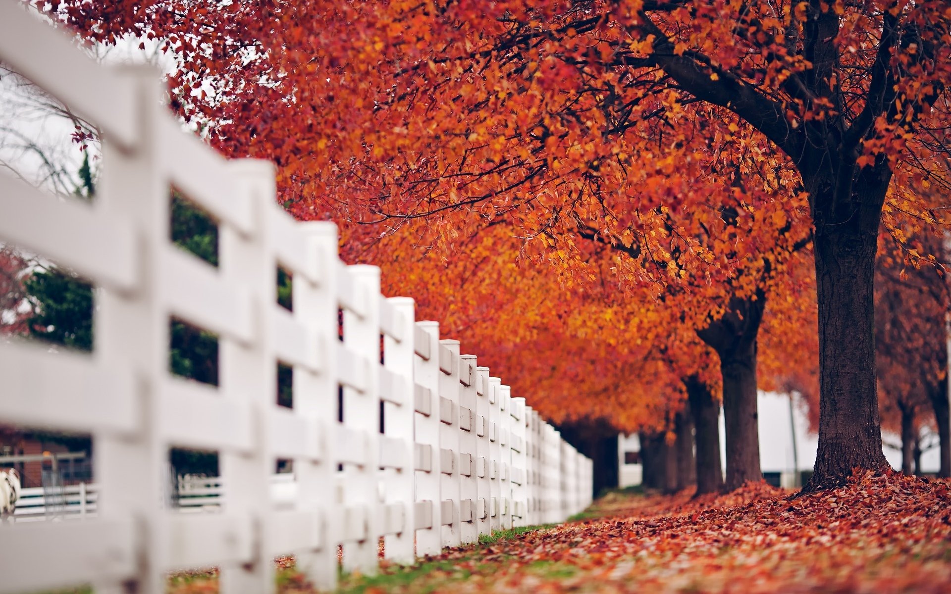 macro recinzione recinzione recinzione bianco albero alberi foglie foglioline autunno rosso natura sfondo macro carta da parati widescreen schermo intero widescreen widescreen