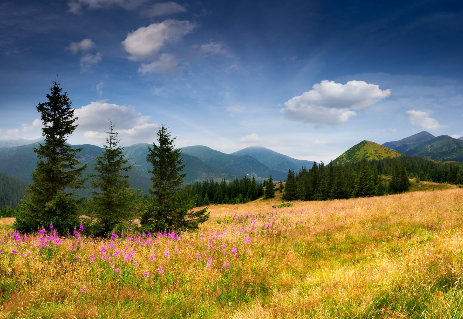 campo montañas árboles abetos árboles de navidad hierba flores pendiente cielo nubes naturaleza