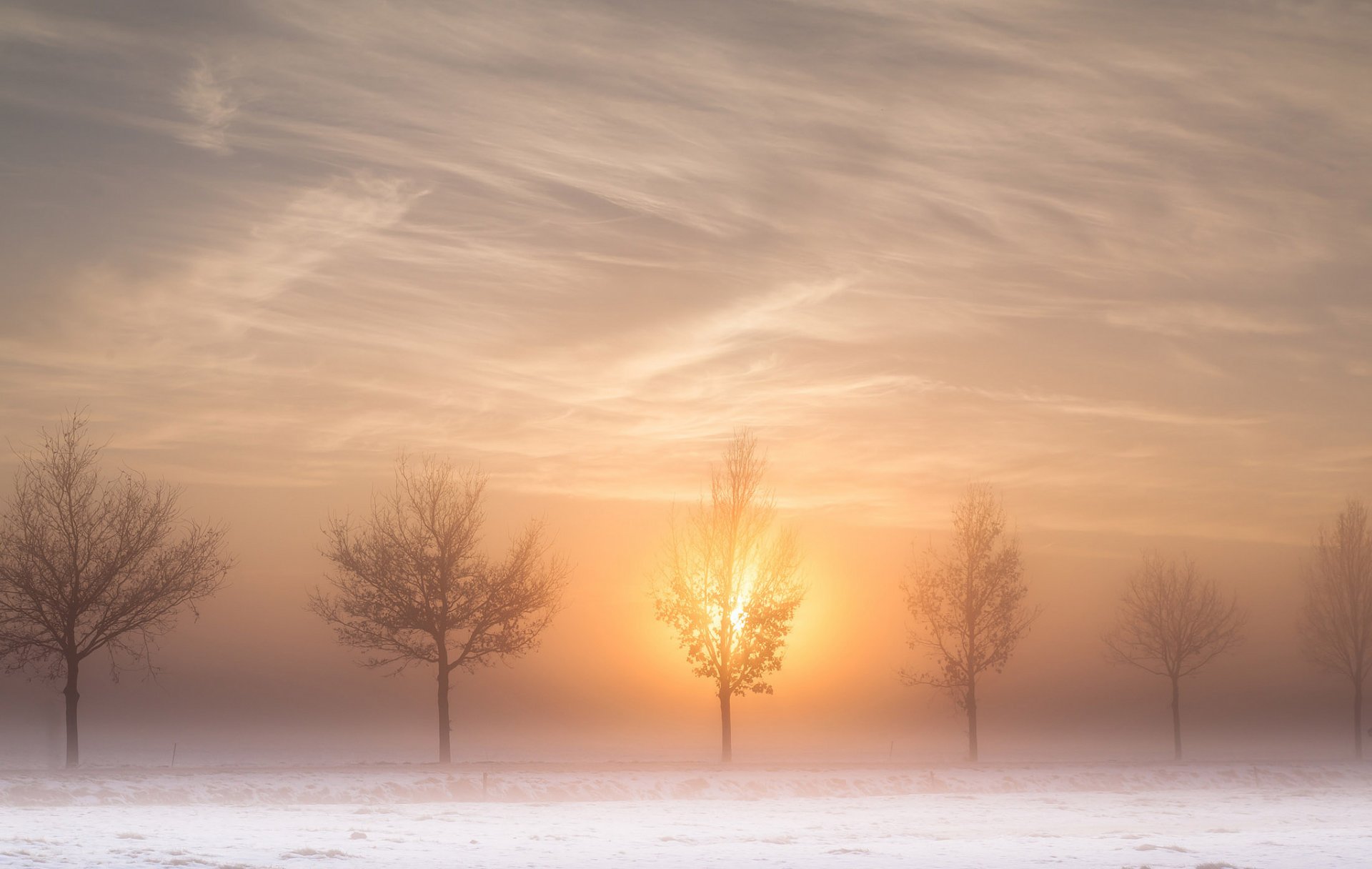 camino árboles sol mañana niebla invierno