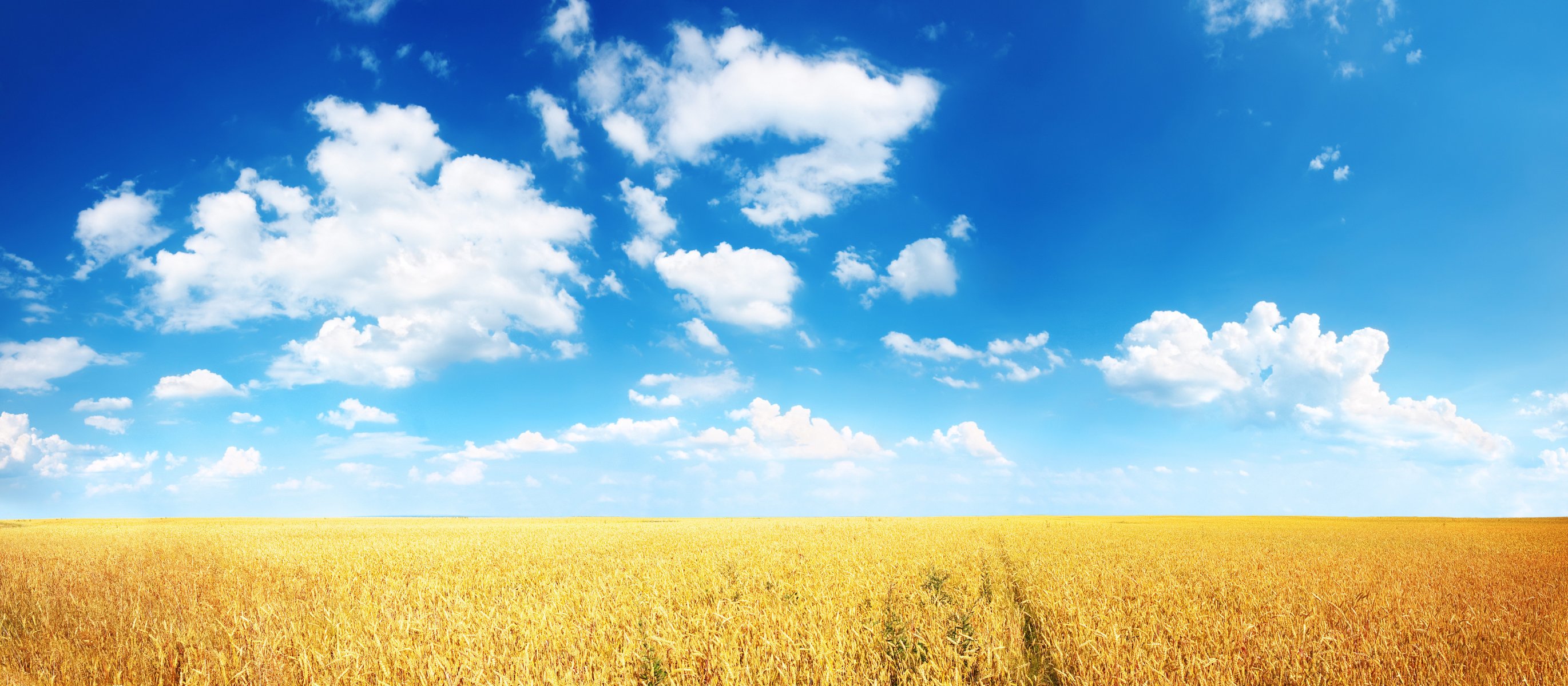 weizen ohren feld feld ebene horizont wolken blau klar sonnig sommer