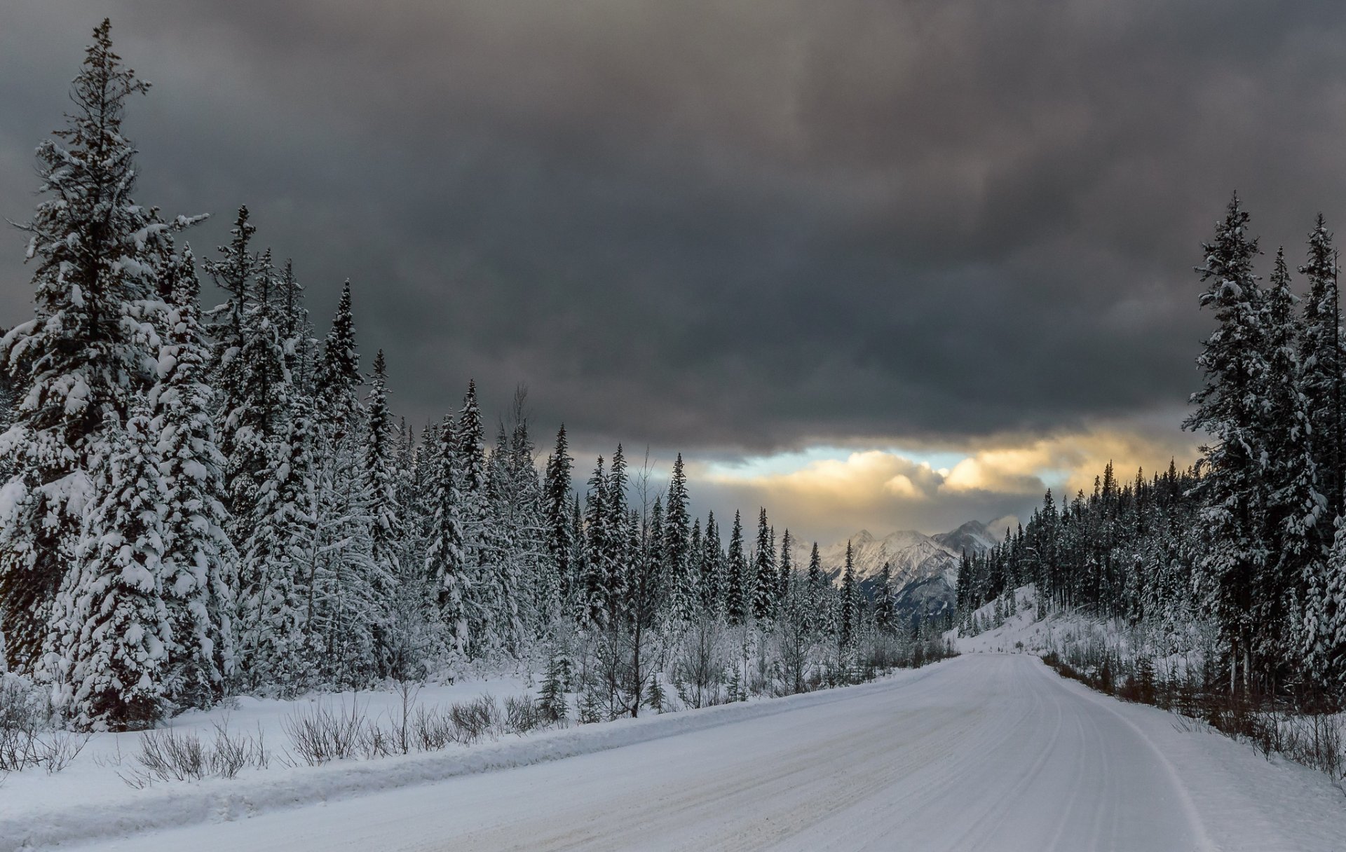 mountain forest spruce road snow cloud