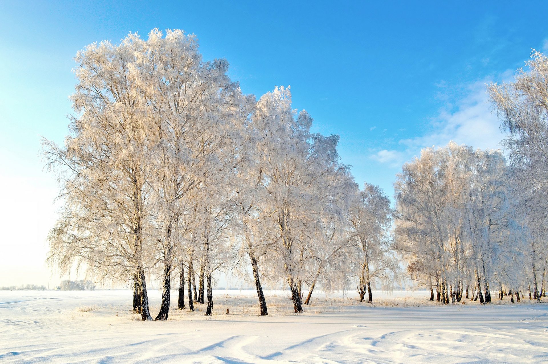 hiver neige arbres nature photo