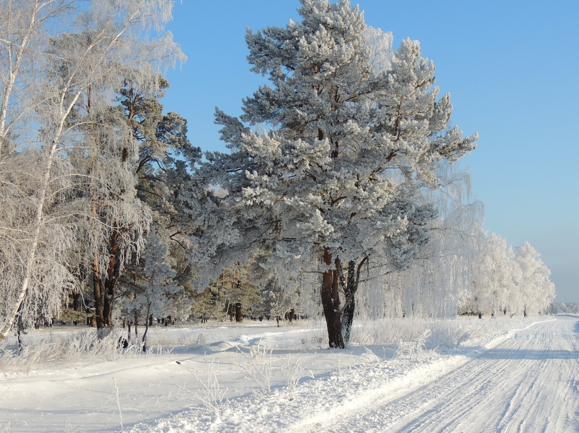 inverno strada neve alberi gelo natura