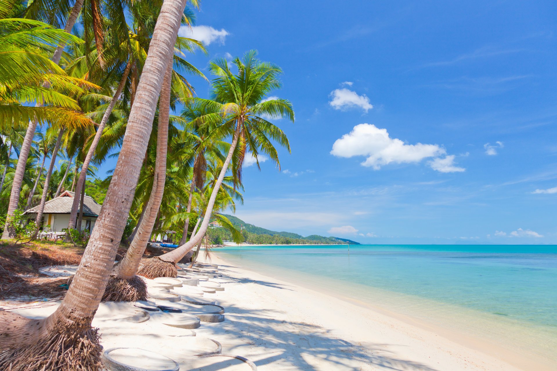 palme da cocco natura paesaggio mare tropicale sabbia cielo nuvole spiaggia tropicale koh samui thailandia bella palme da cocco spiaggia tropicale