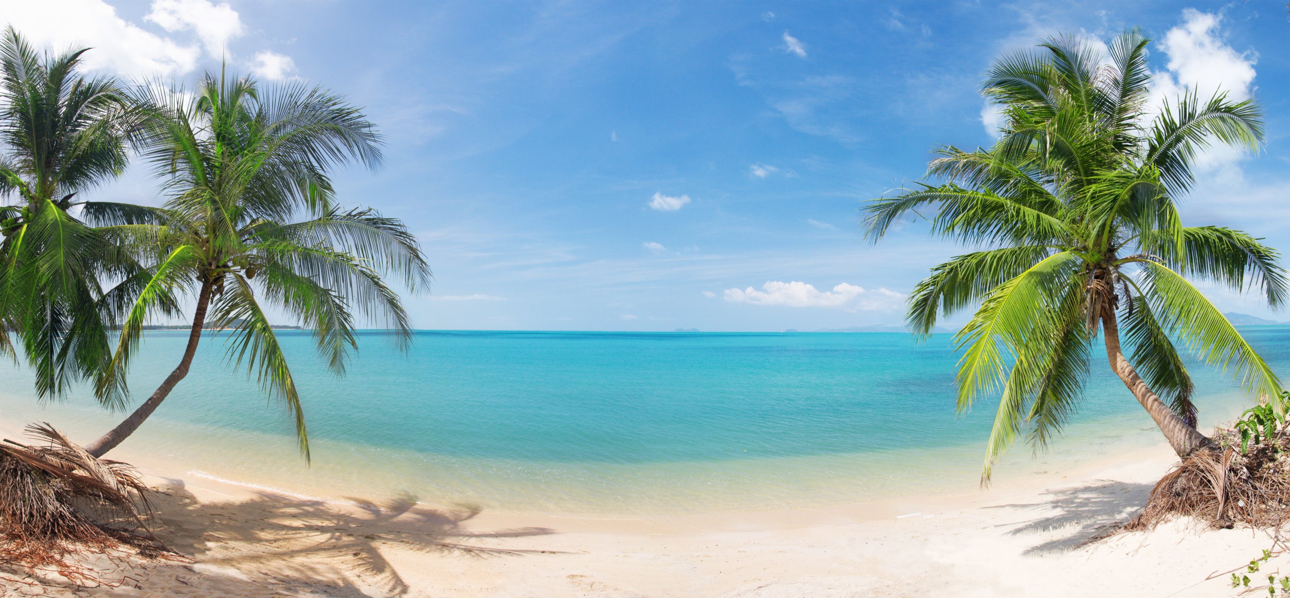 cocotiers nature paysage mer sable ciel nuages plage tropicale belle cocotiers plage tropicale panorama