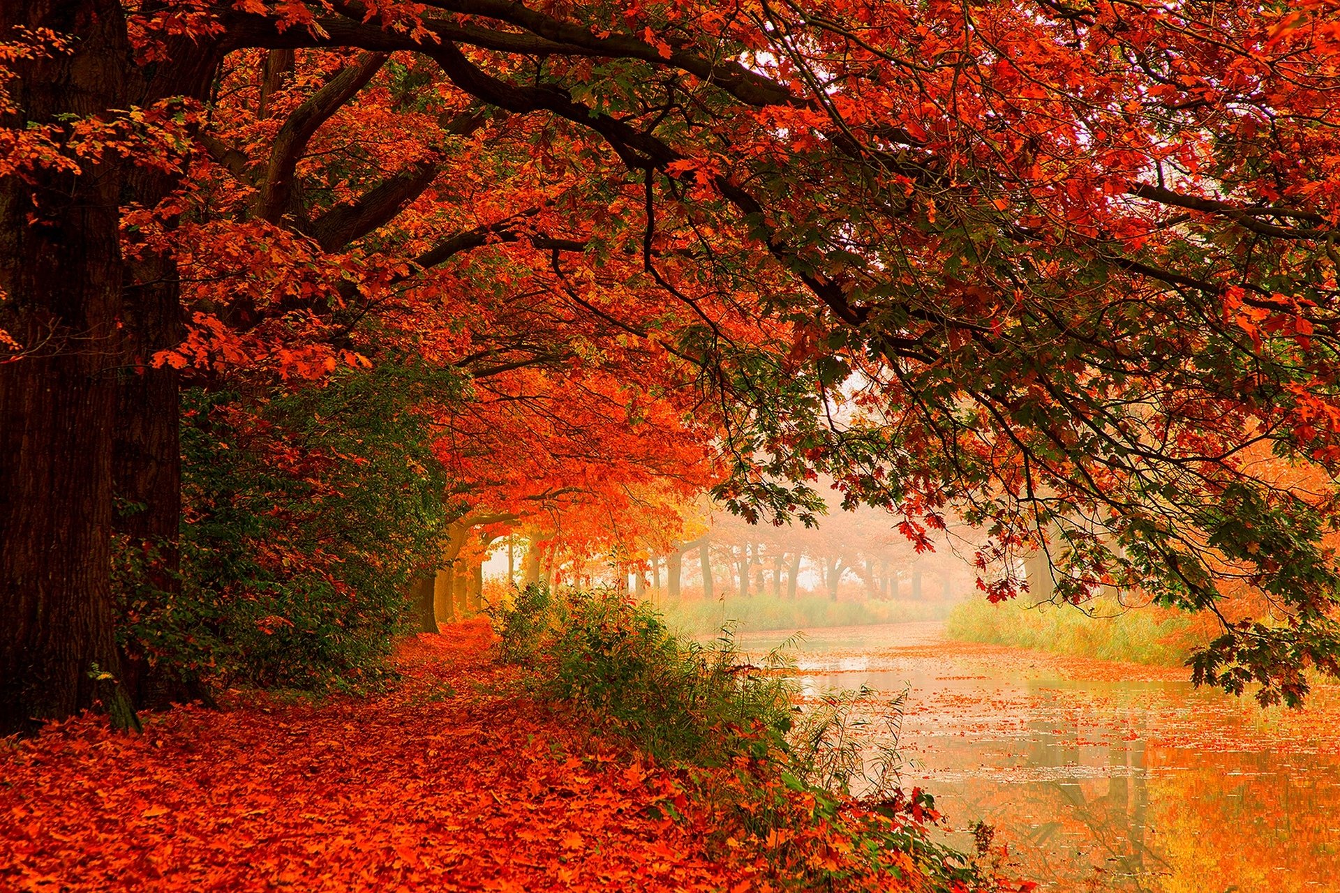 leaves trees forest autumn walk hdr nature river water