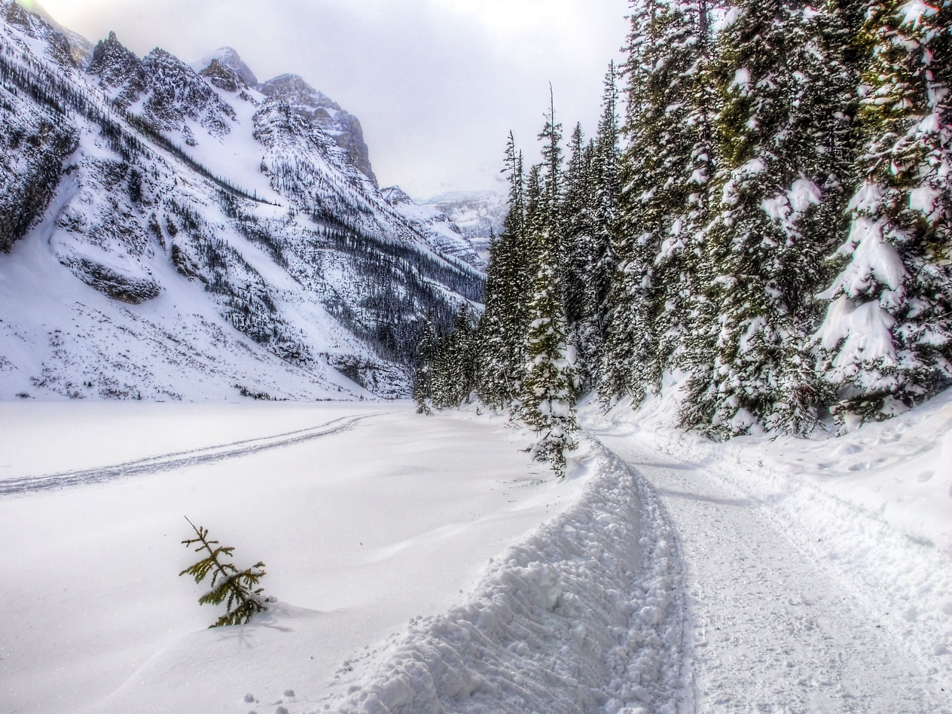 giorno d inverno neve foresta montagna strada inverno paesaggio natura alberi