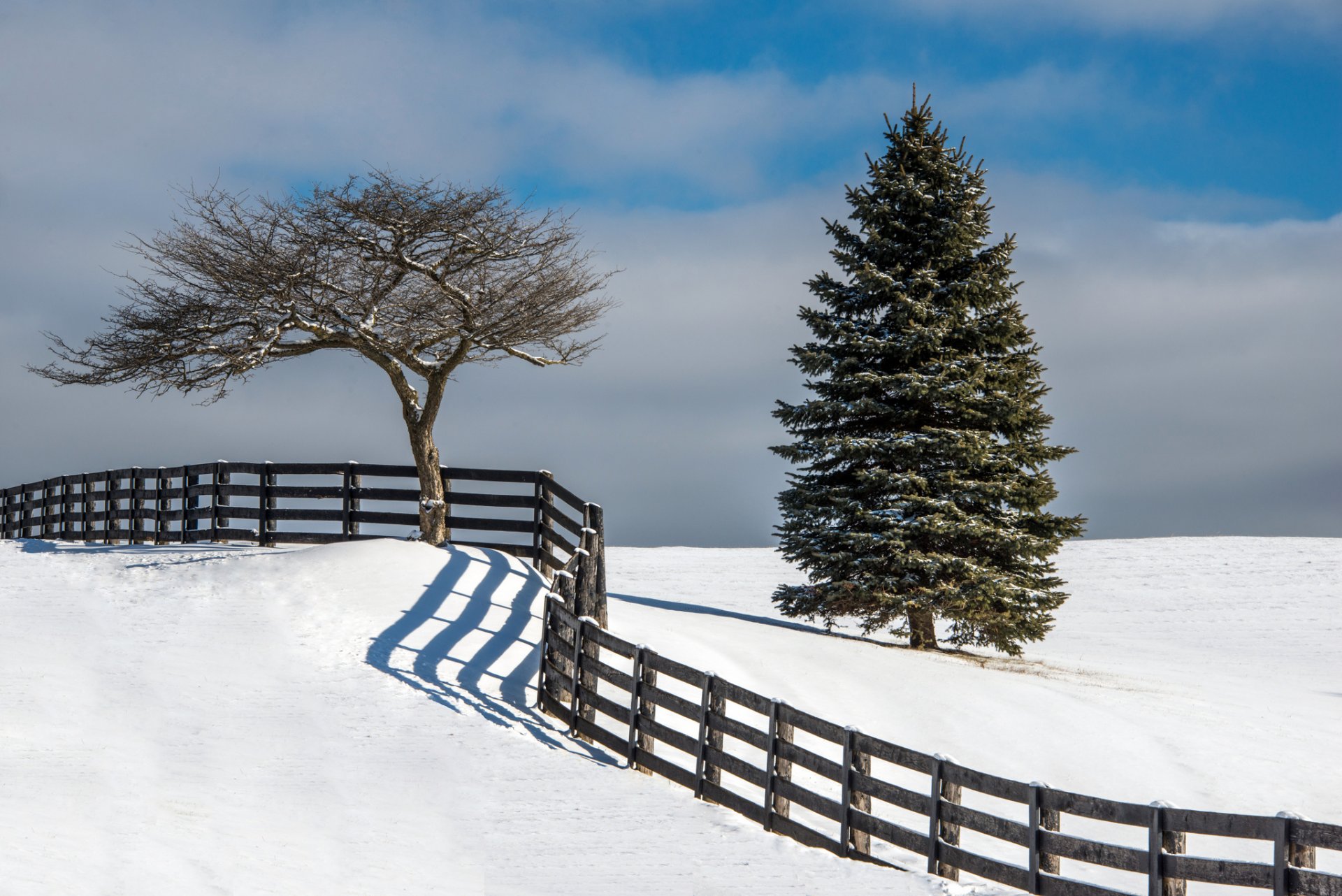 invierno nieve cerca árbol árbol de navidad