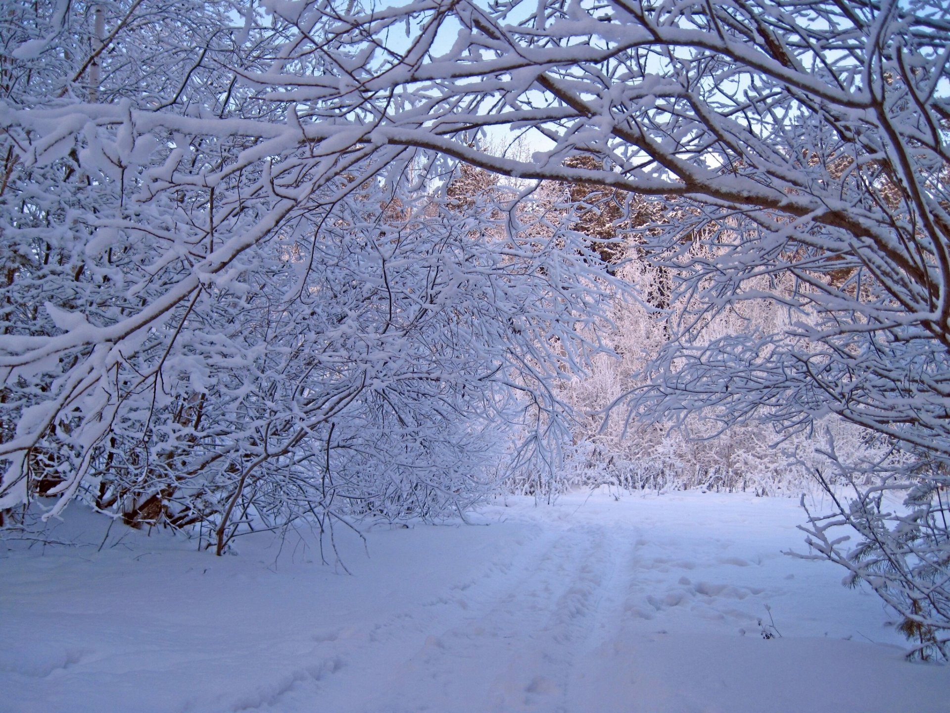 inverno foresta neve alberi natura