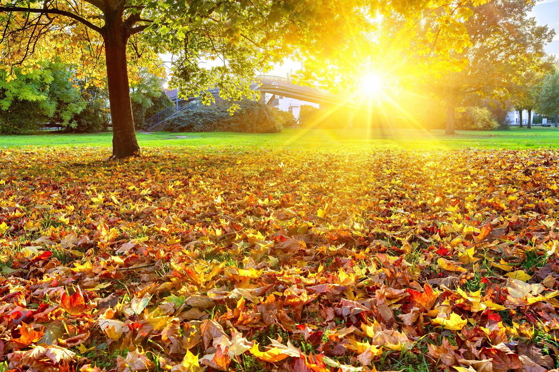 landschaft natur herbst golden blätter bäume sonne hell