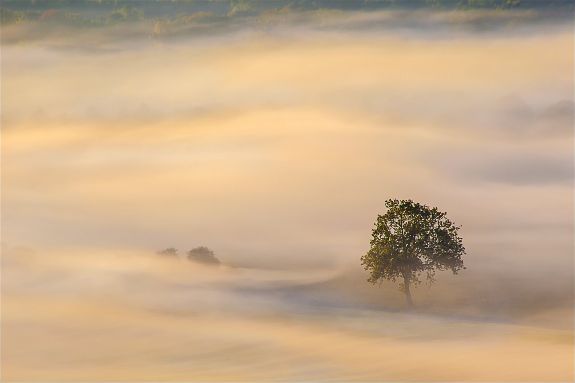 arbres arbre brouillard matin