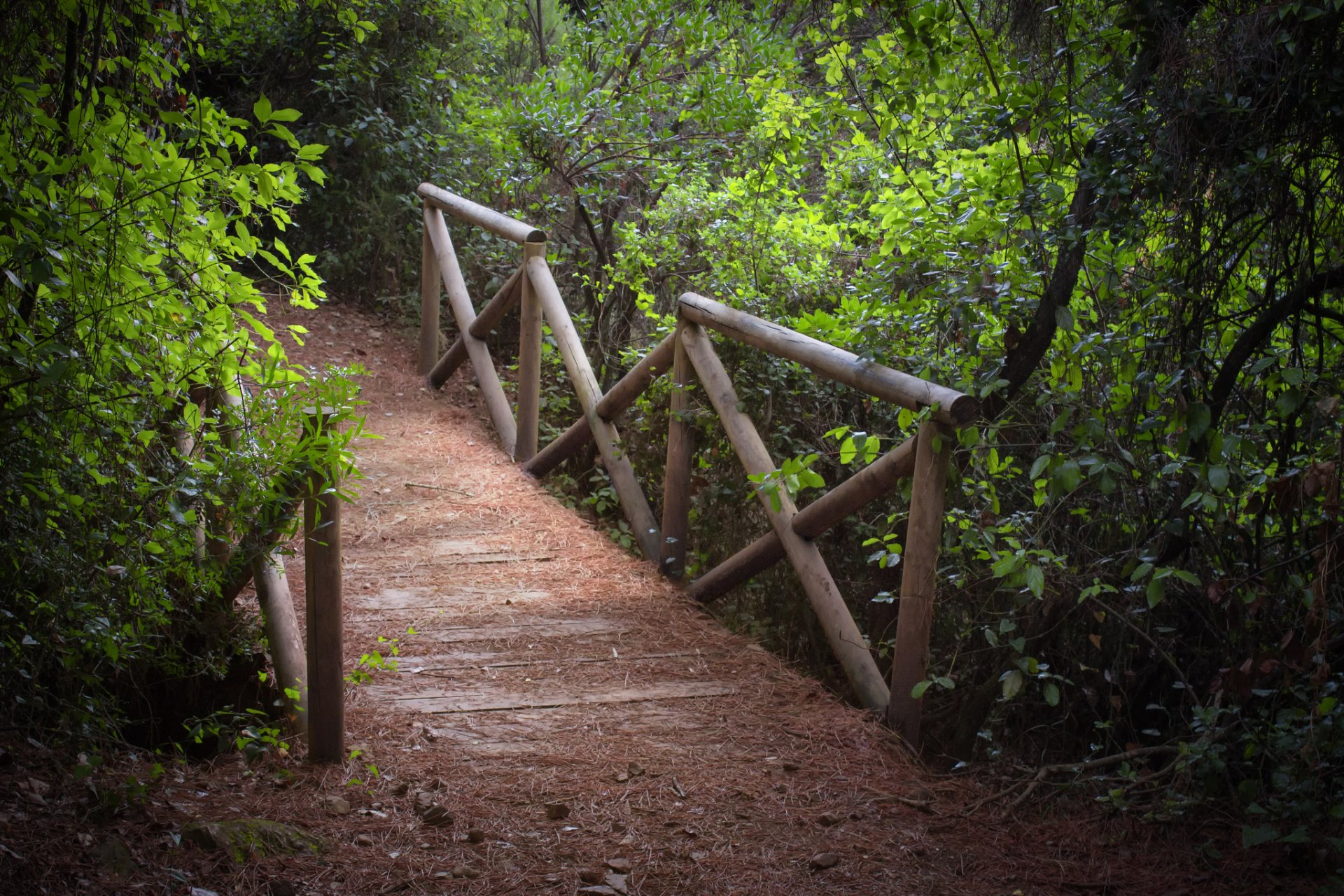 parque árboles arbusto puente