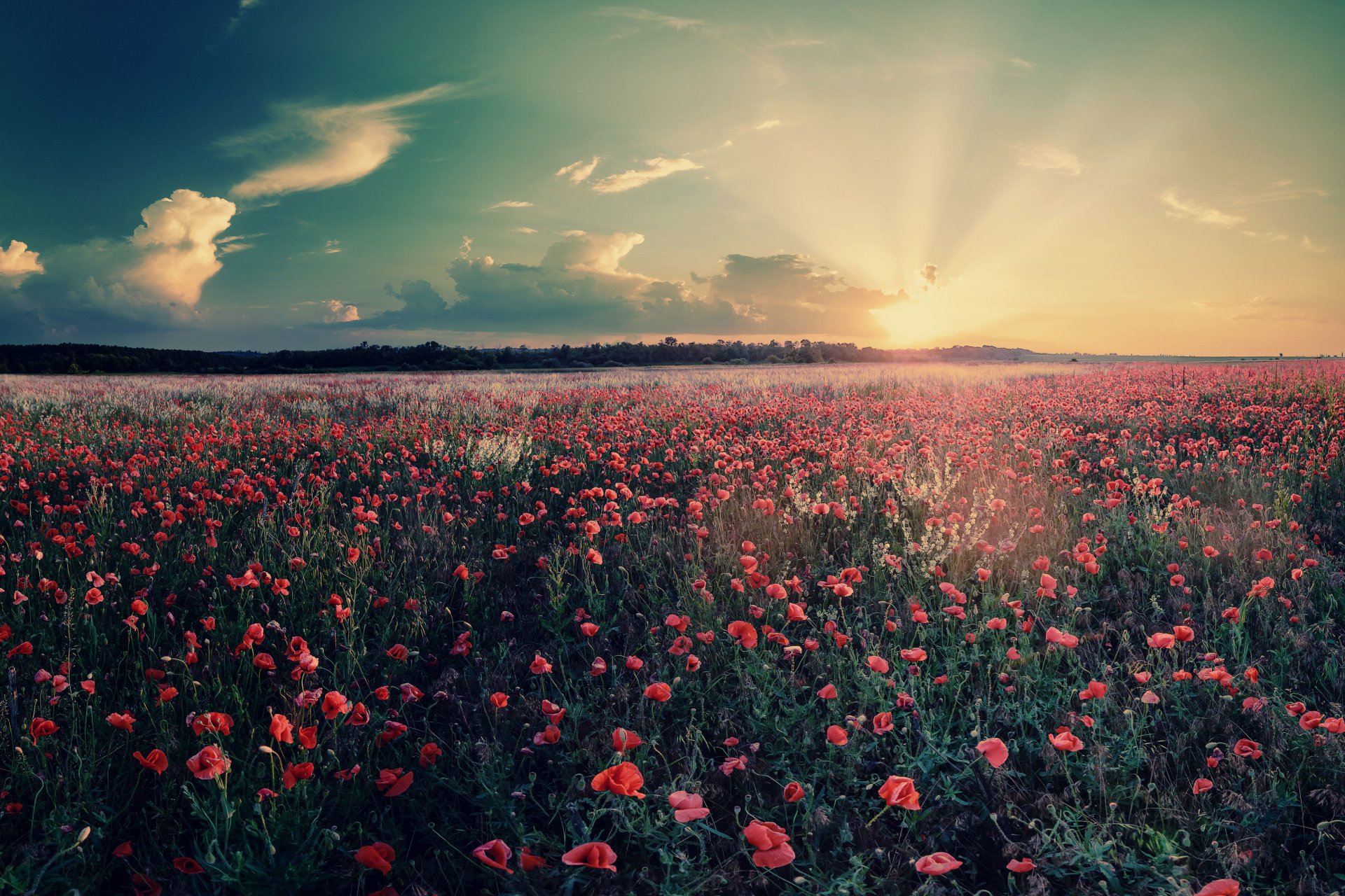 landschaft natur feld blumen blumen sonne bäume himmel wolken hintergrund tapete widescreen vollbild widescreen widescreen