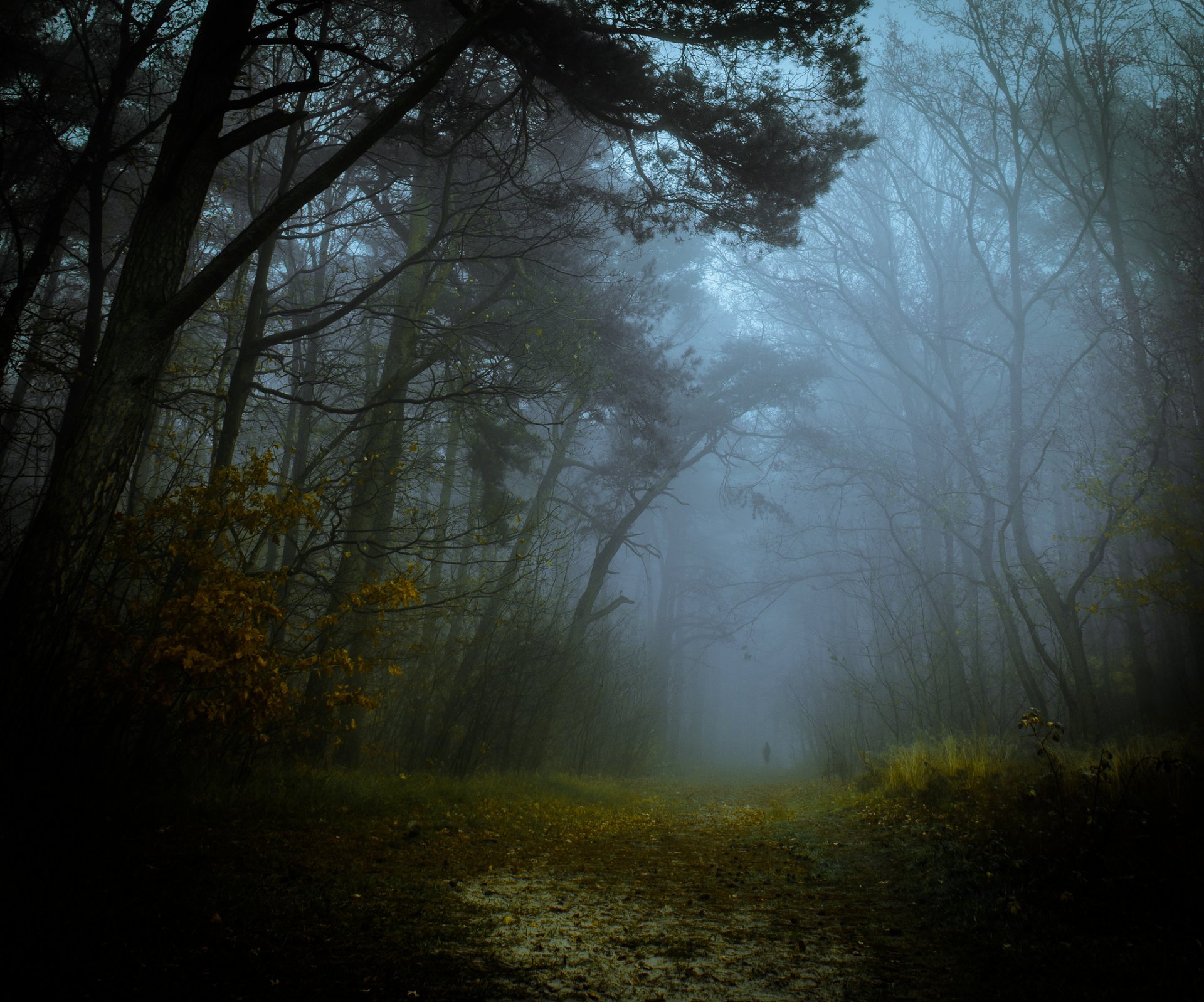 otoño bosque niebla carretera silueta