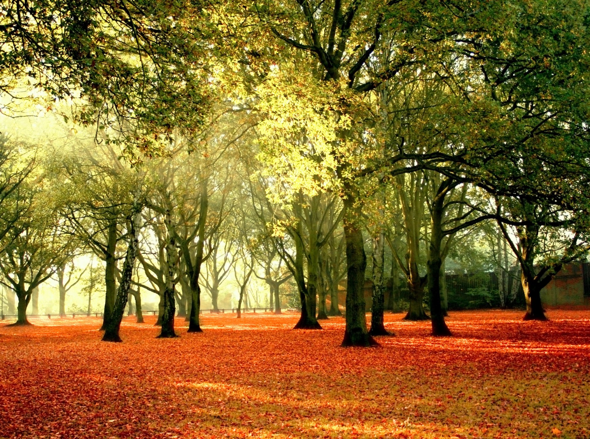 landschaft natur herbst bäume blätter gelb himmel strahlen