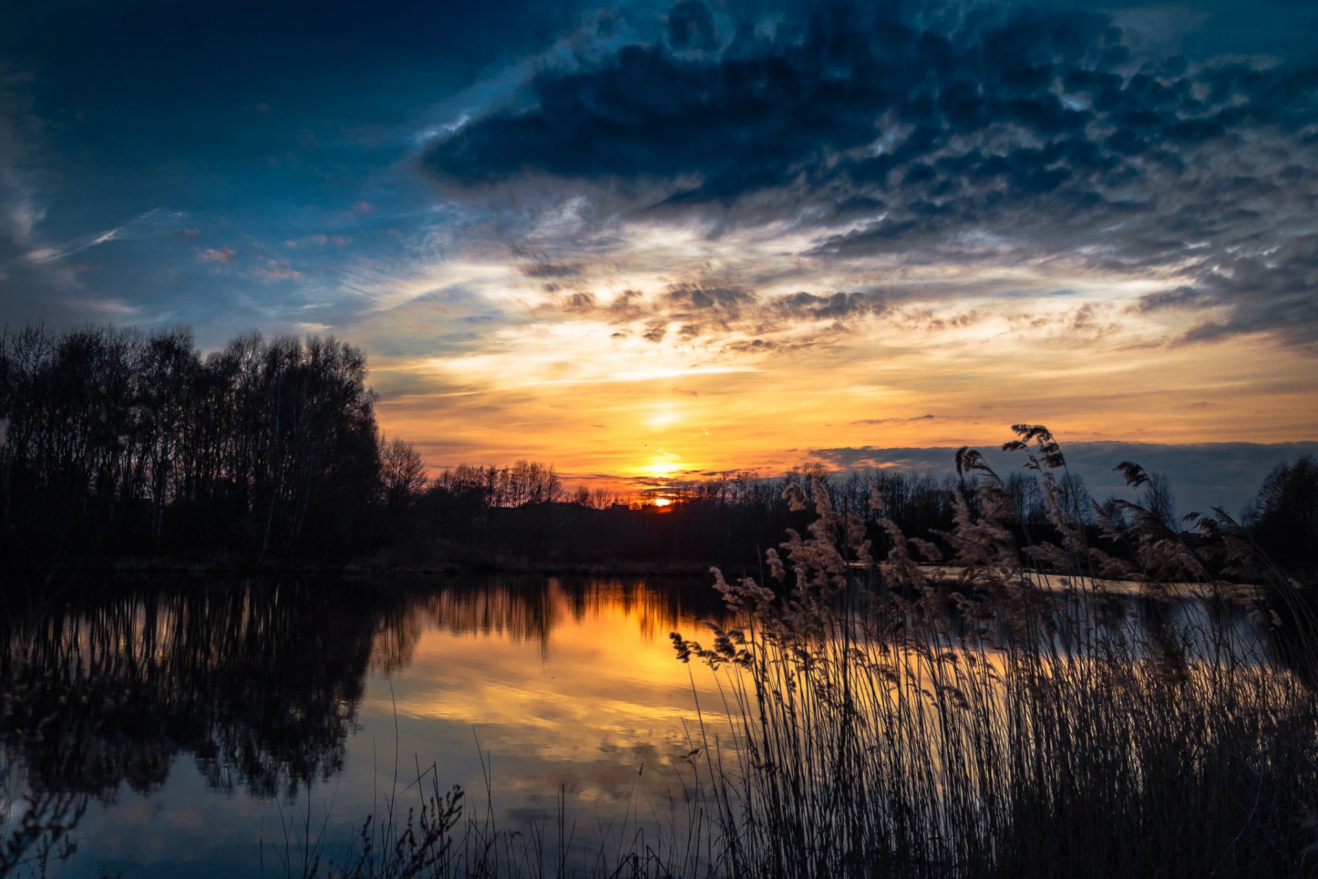 foresta lago canne tramonto