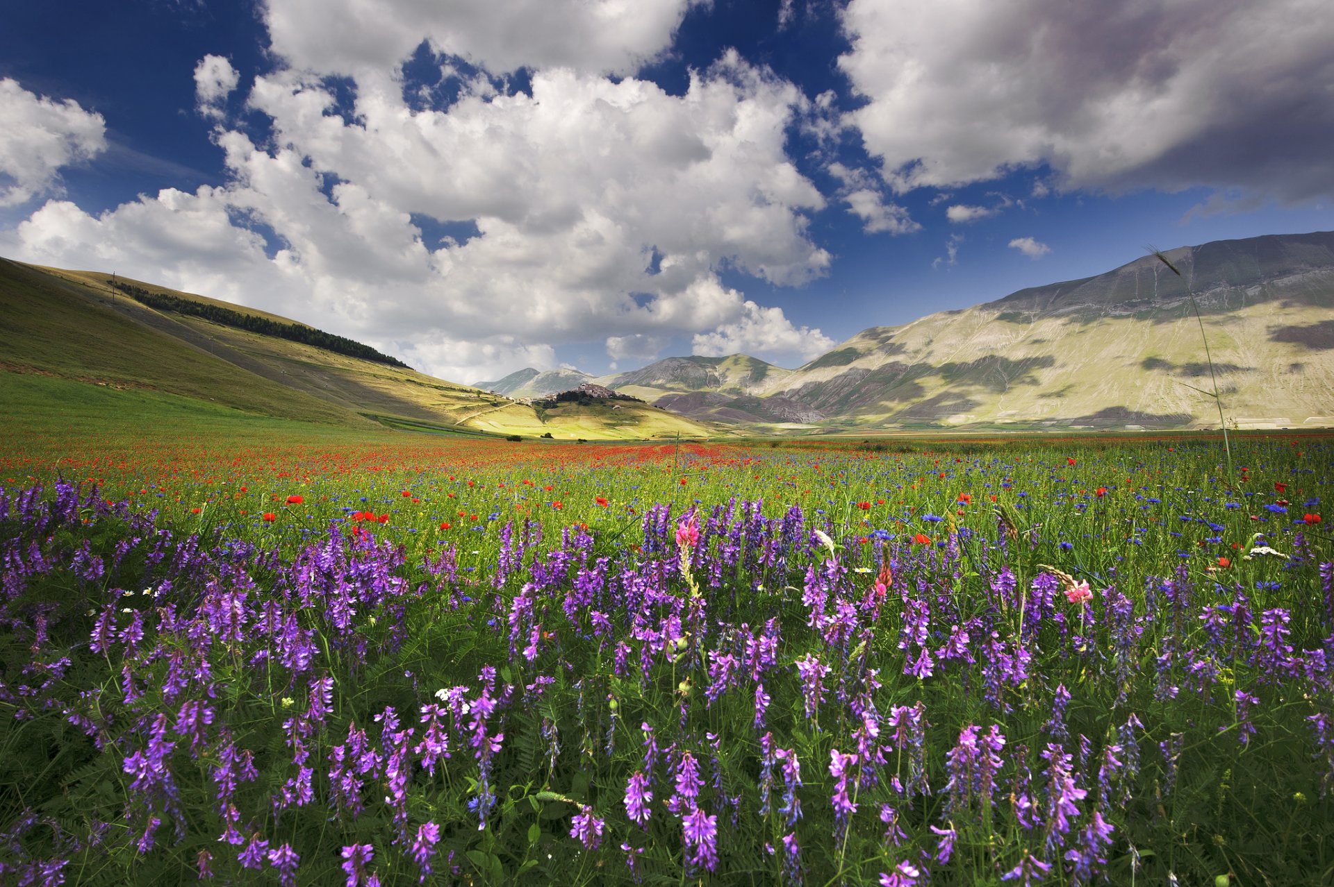 italien umbrien hügel feld blumen mohnblumen kornblumen viola