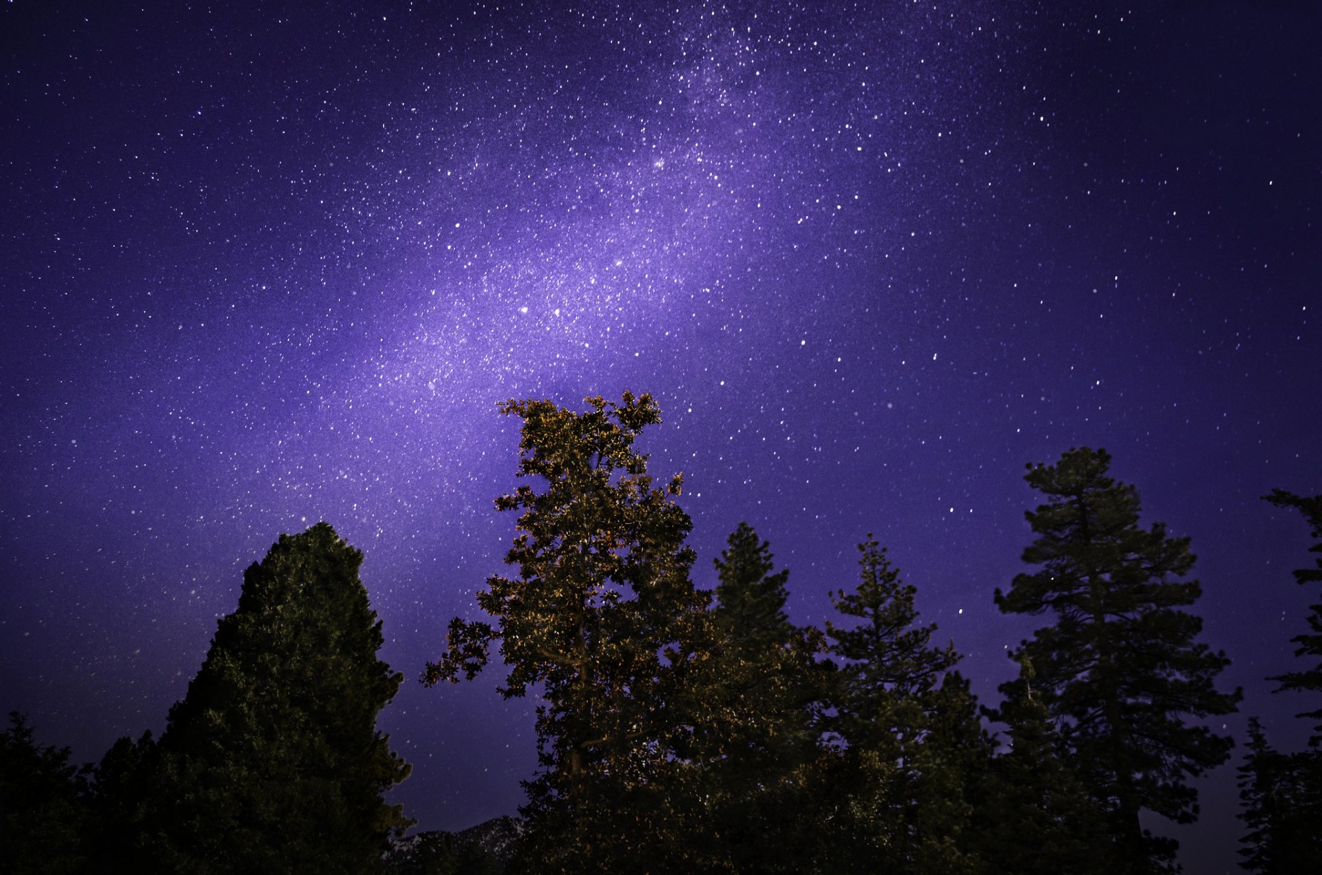 árboles noche cielo estrellas vía láctea