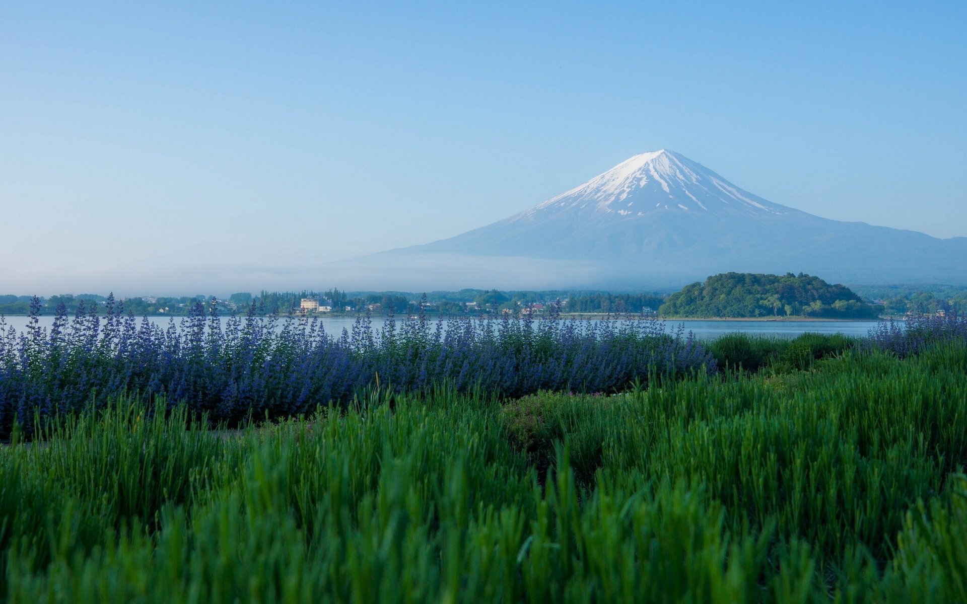 monte fuji lago kawaguchi giappone fujiyama fuji vulcano montagna lavanda prato