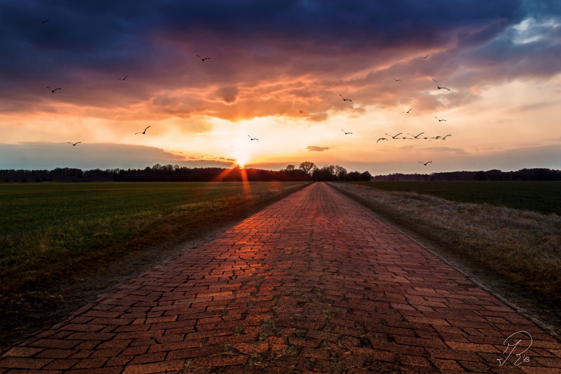 campos camino aves amanecer