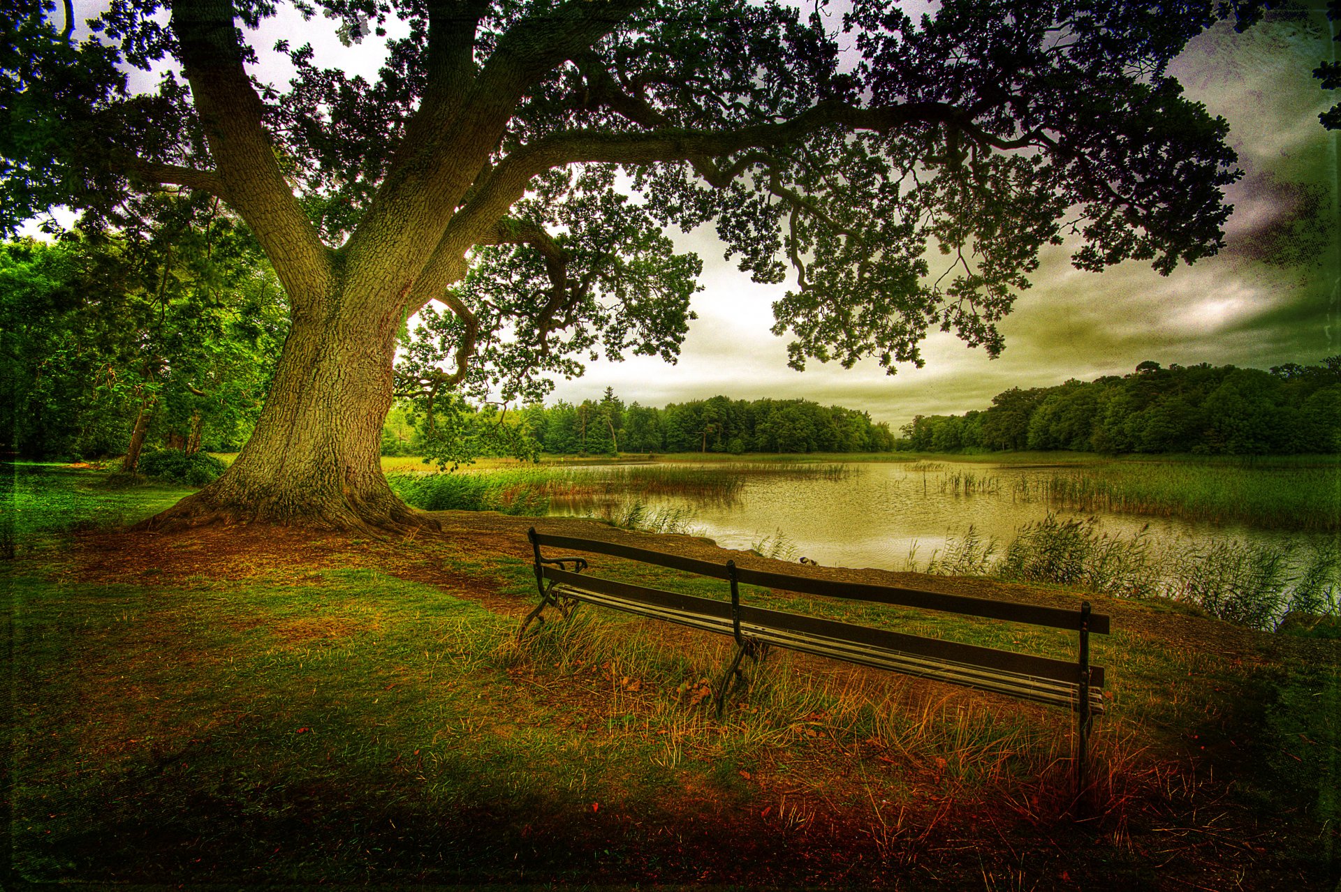 naturaleza paisaje otoño hojas árbol árboles bosque lago bancos