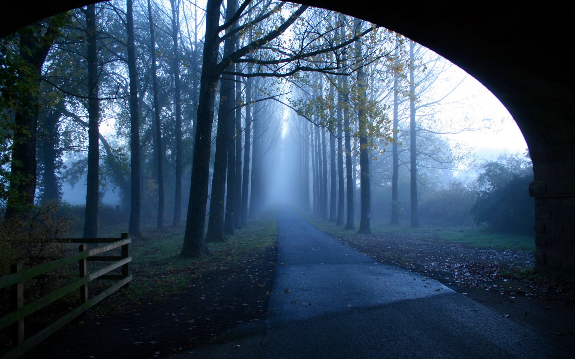 mañana camino niebla árboles paisaje