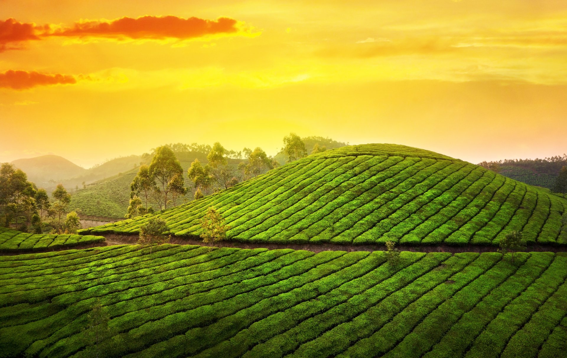 munnar kerala inde asie nature plantation thé collines arbres soleil ciel nuages lever du soleil matin paysage