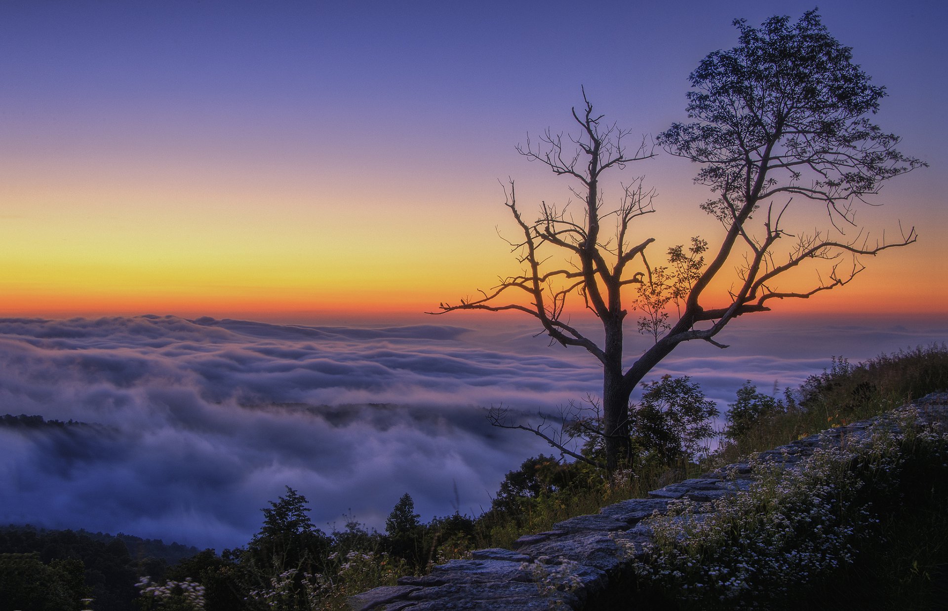 montagne cima albero nuvole mattina alba