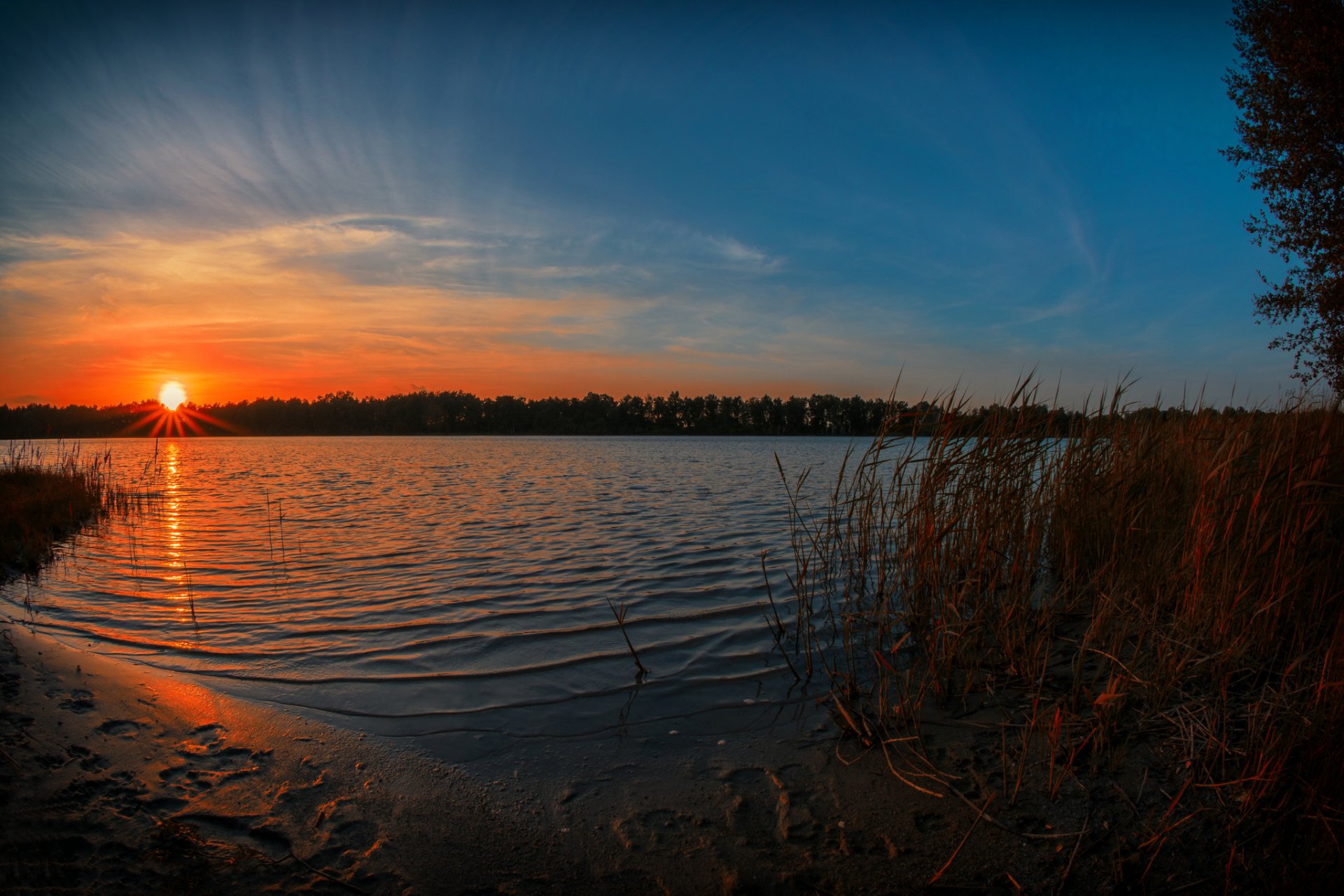 forêt lac roseau soleil matin lever du soleil