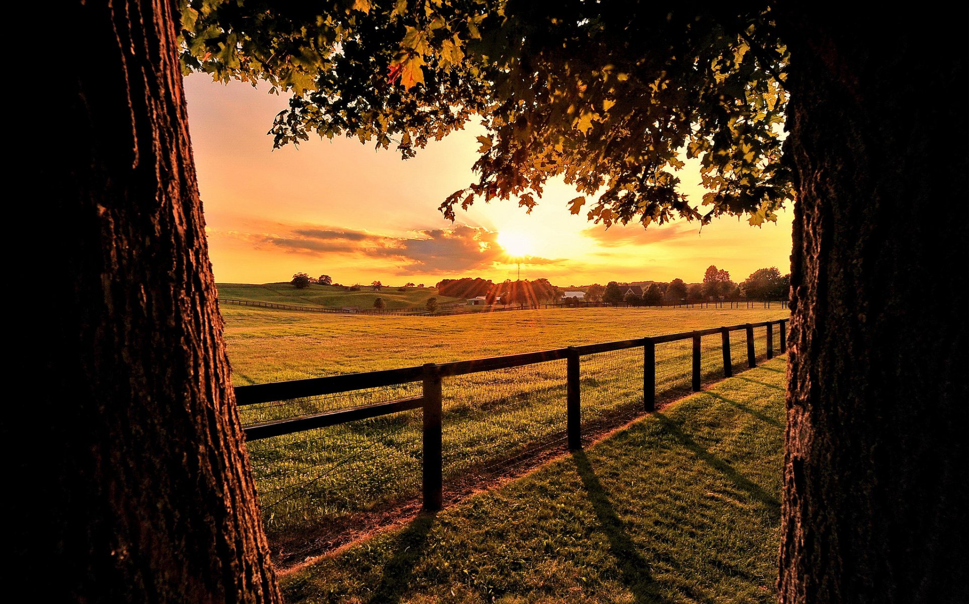 feld zaun bäume zweige blätter sonne strahlen