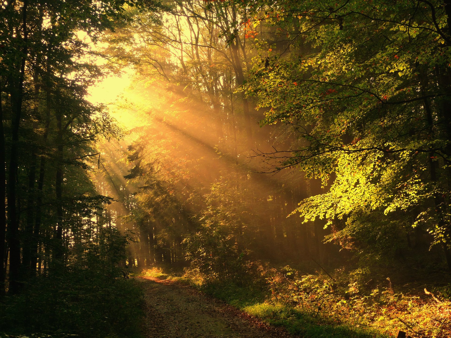 automne forêt route rayons ensoleillé