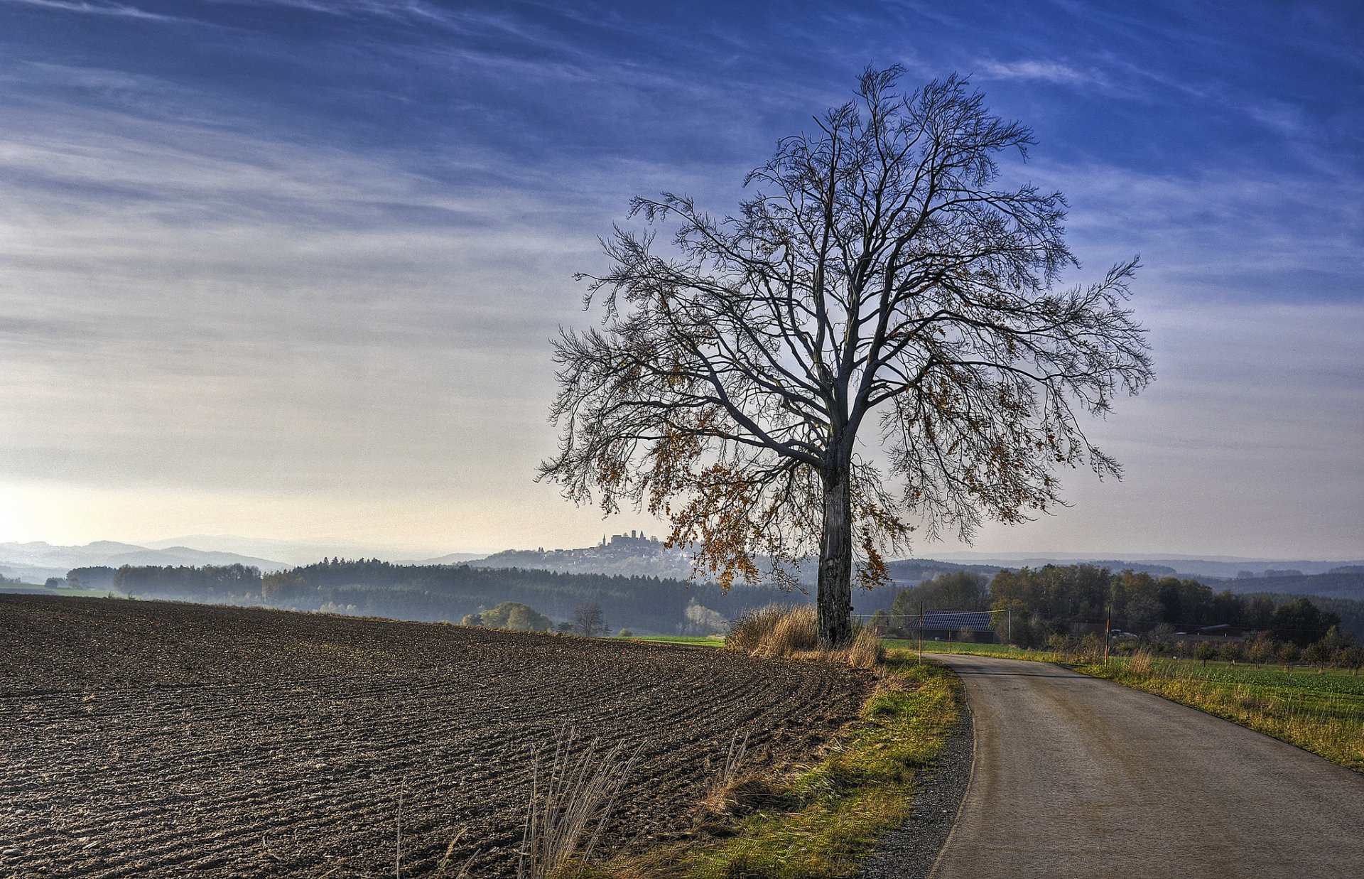 the field road tree morning