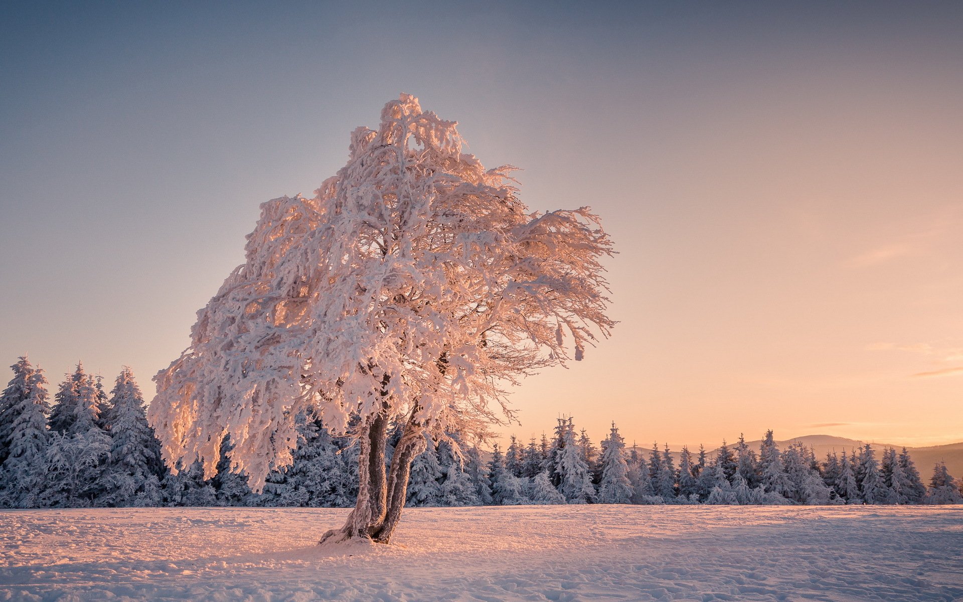 árbol campo invierno