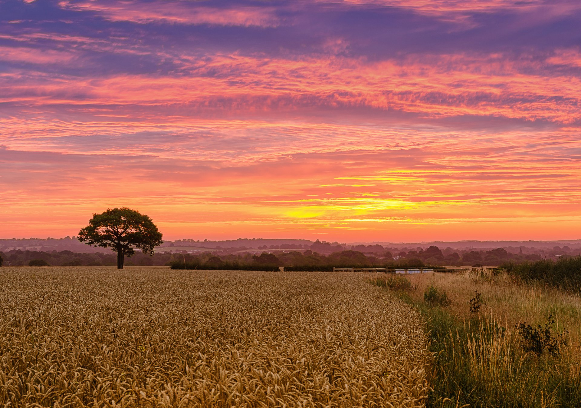 champ blé arbre matin aube