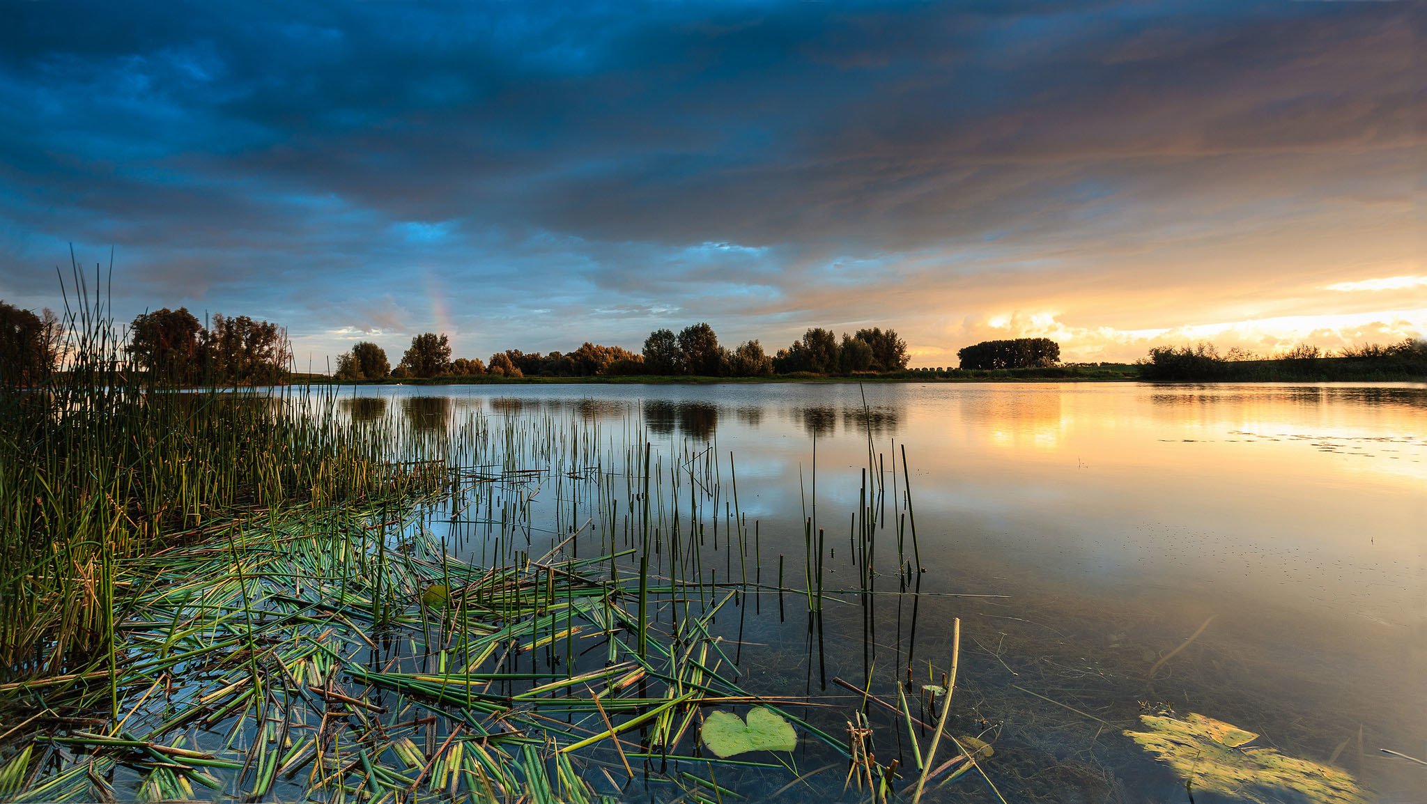 árboles lago puesta de sol