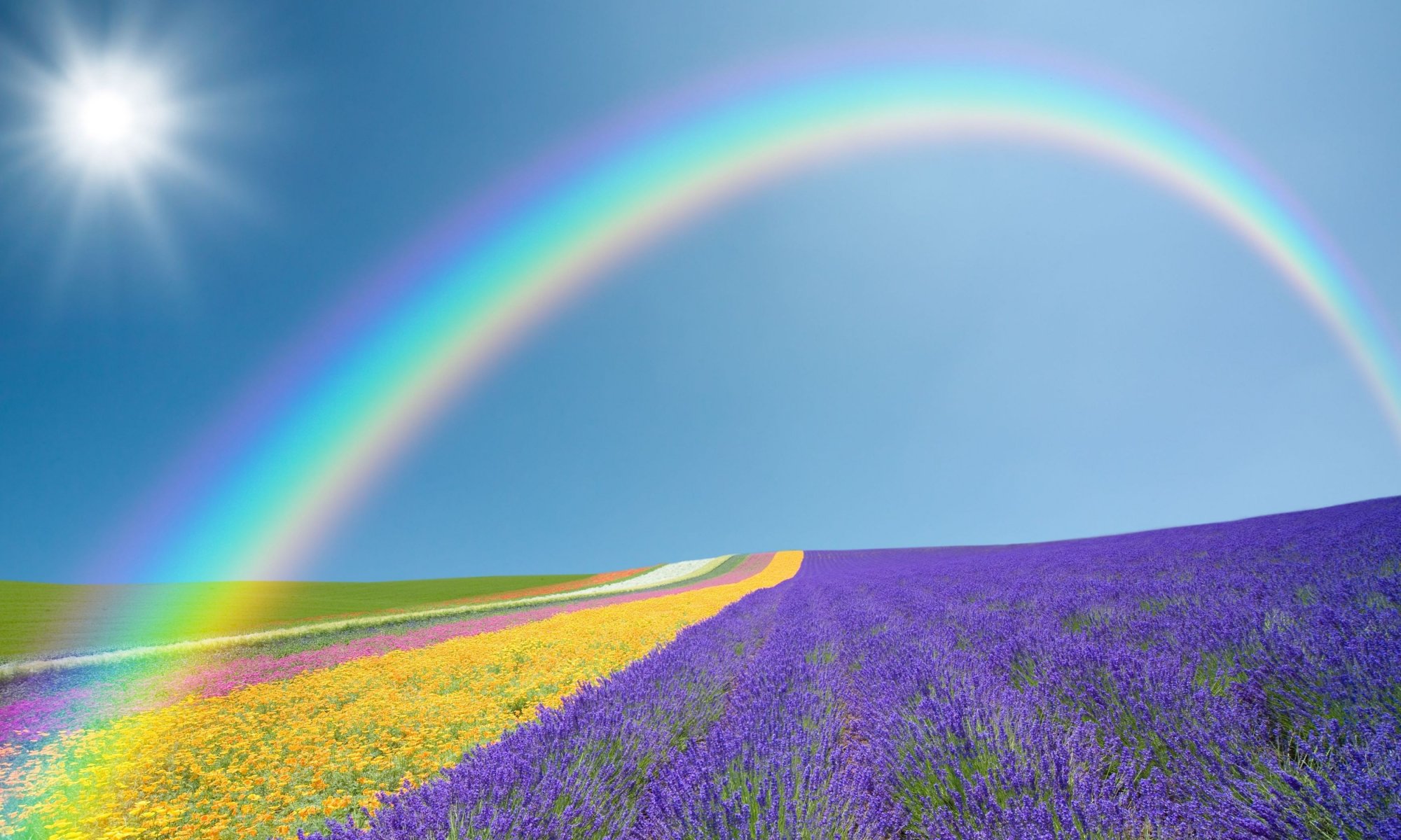 landschaft natur feld felder blumen blumen lila gelb grün regenbogen himmel sonne hintergrund tapete widescreen vollbild widescreen widescreen