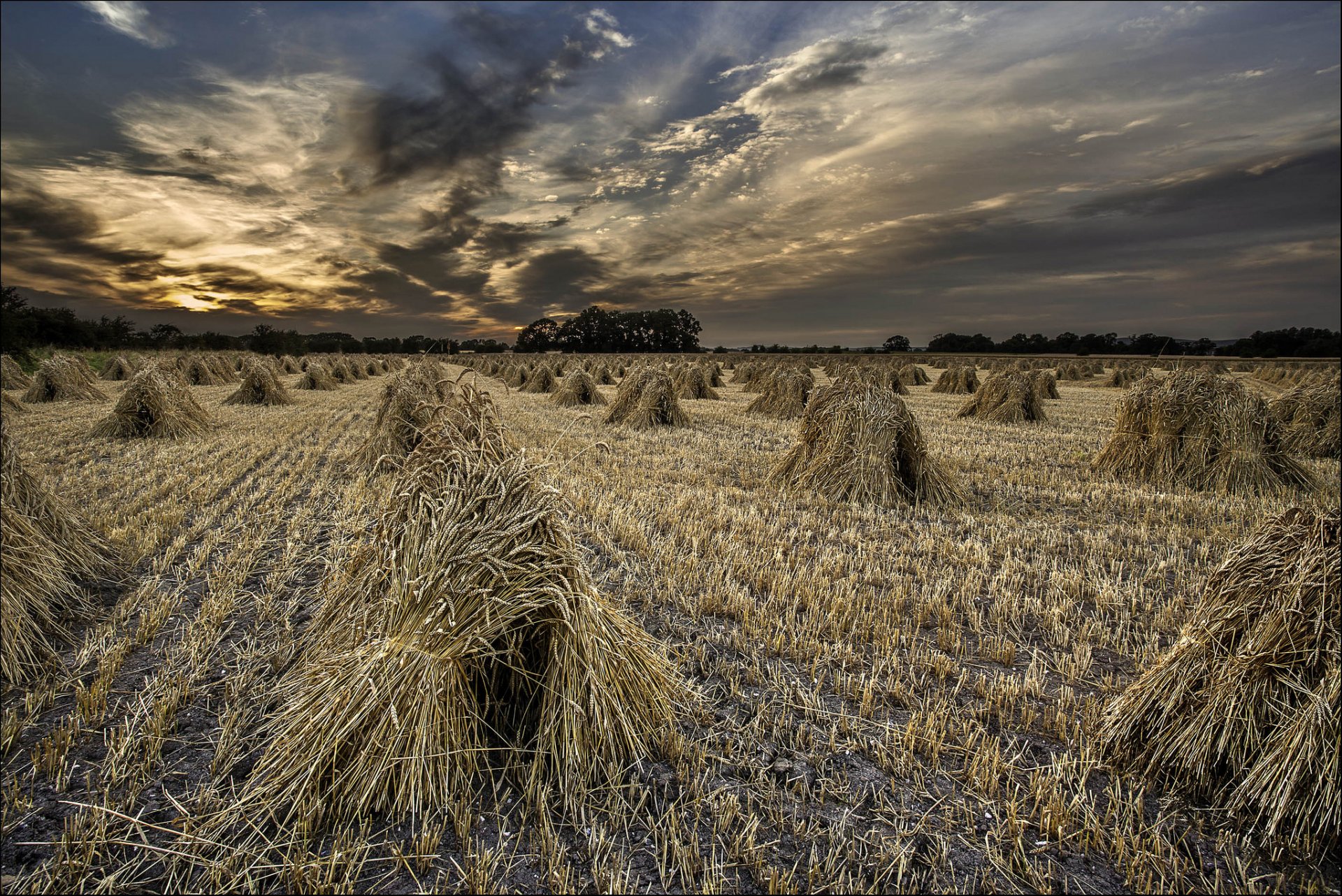 the field harvest bundles night twilight