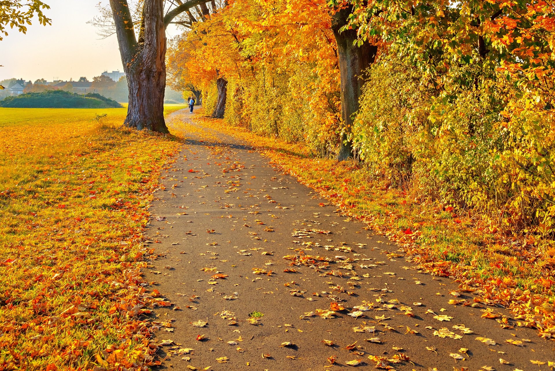 landschaft herbst blätter gelb bäume straße mann