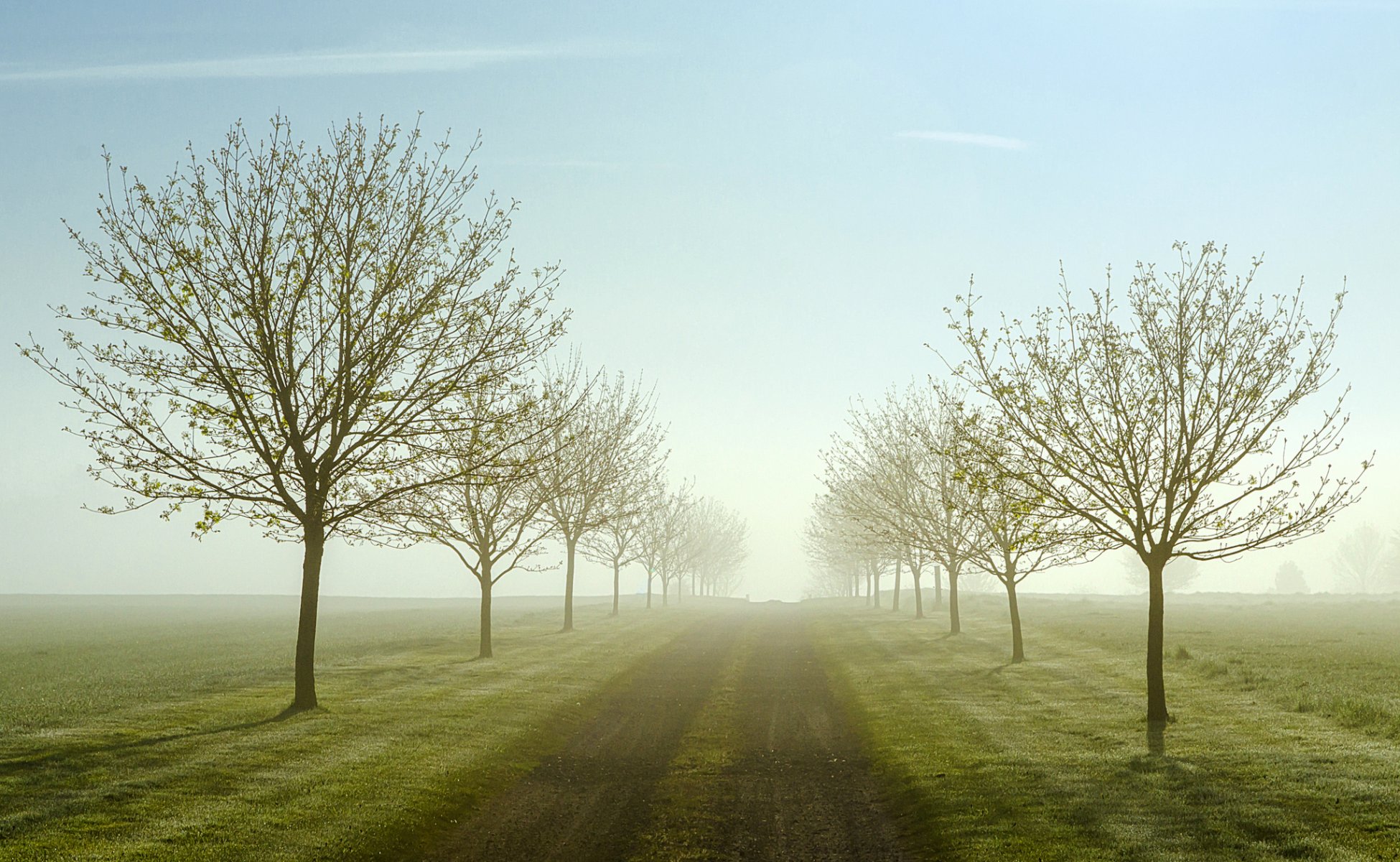 of the field road tree morning fog spring