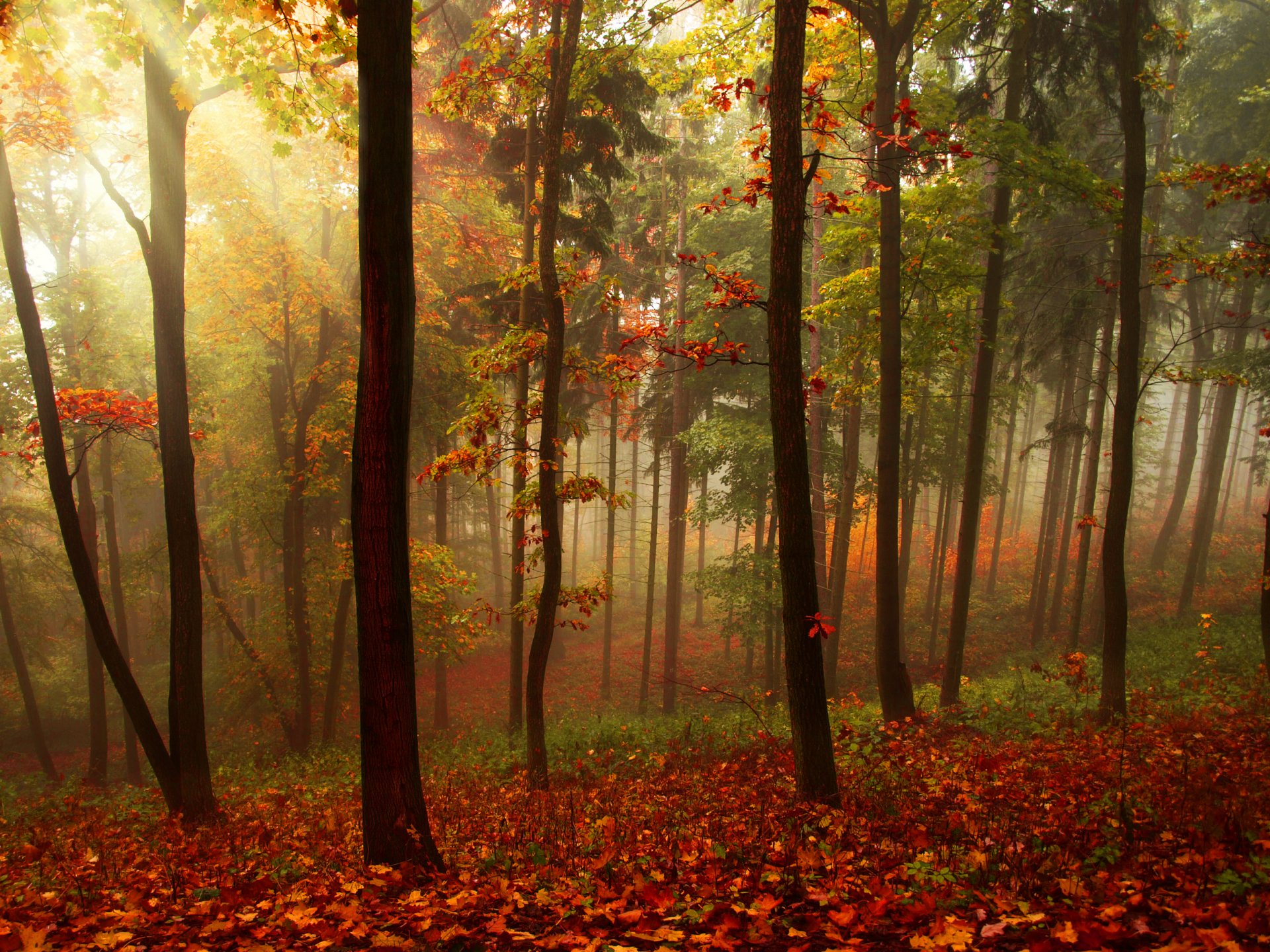 landscape forest tree autumn leaves rays nature beautiful