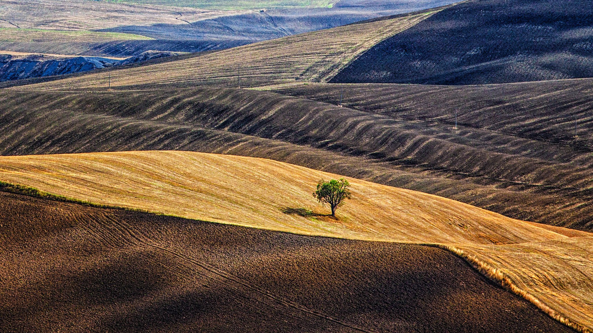 italia toscana colline campi albero