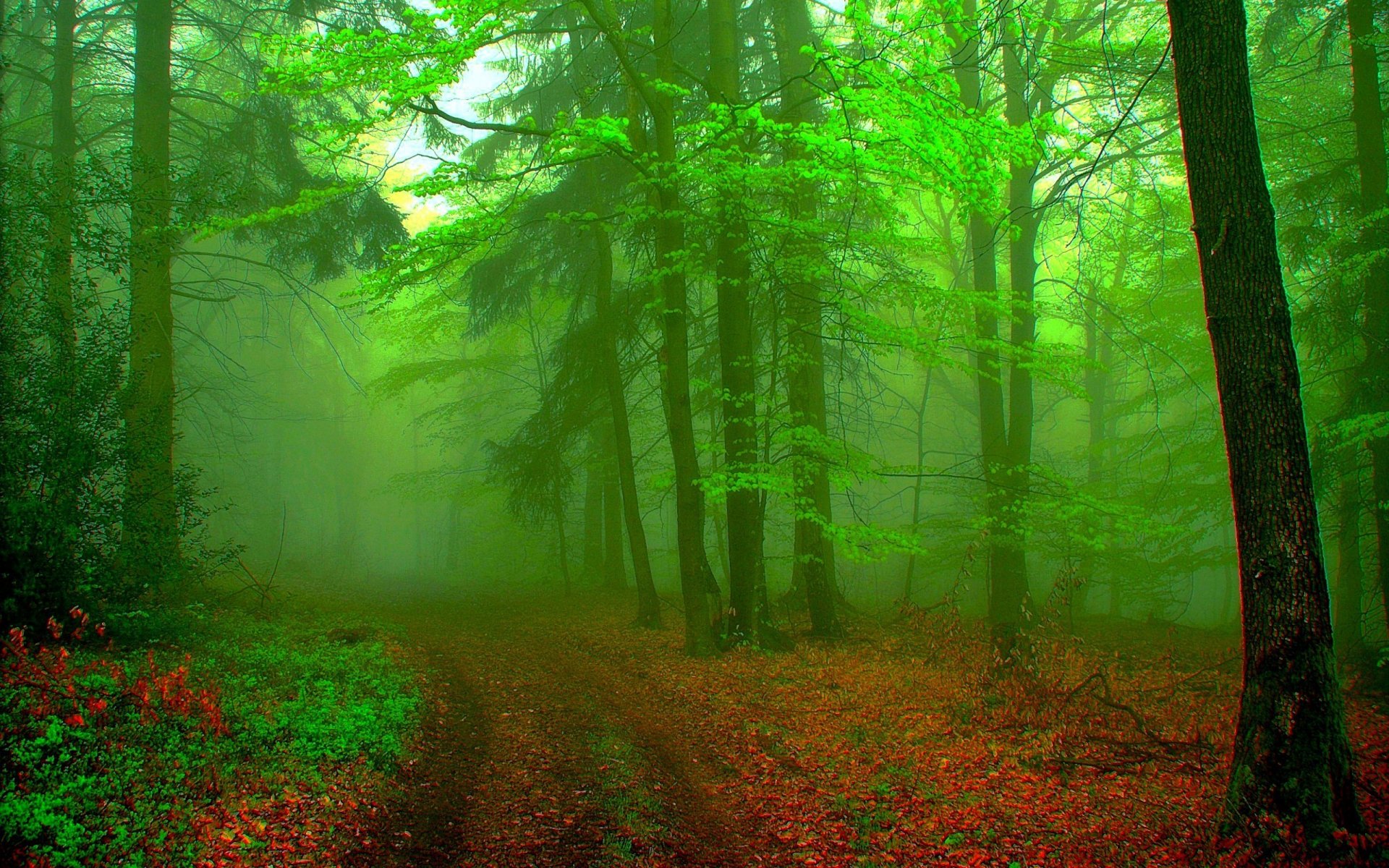 paesaggio foresta nebbia sfondo