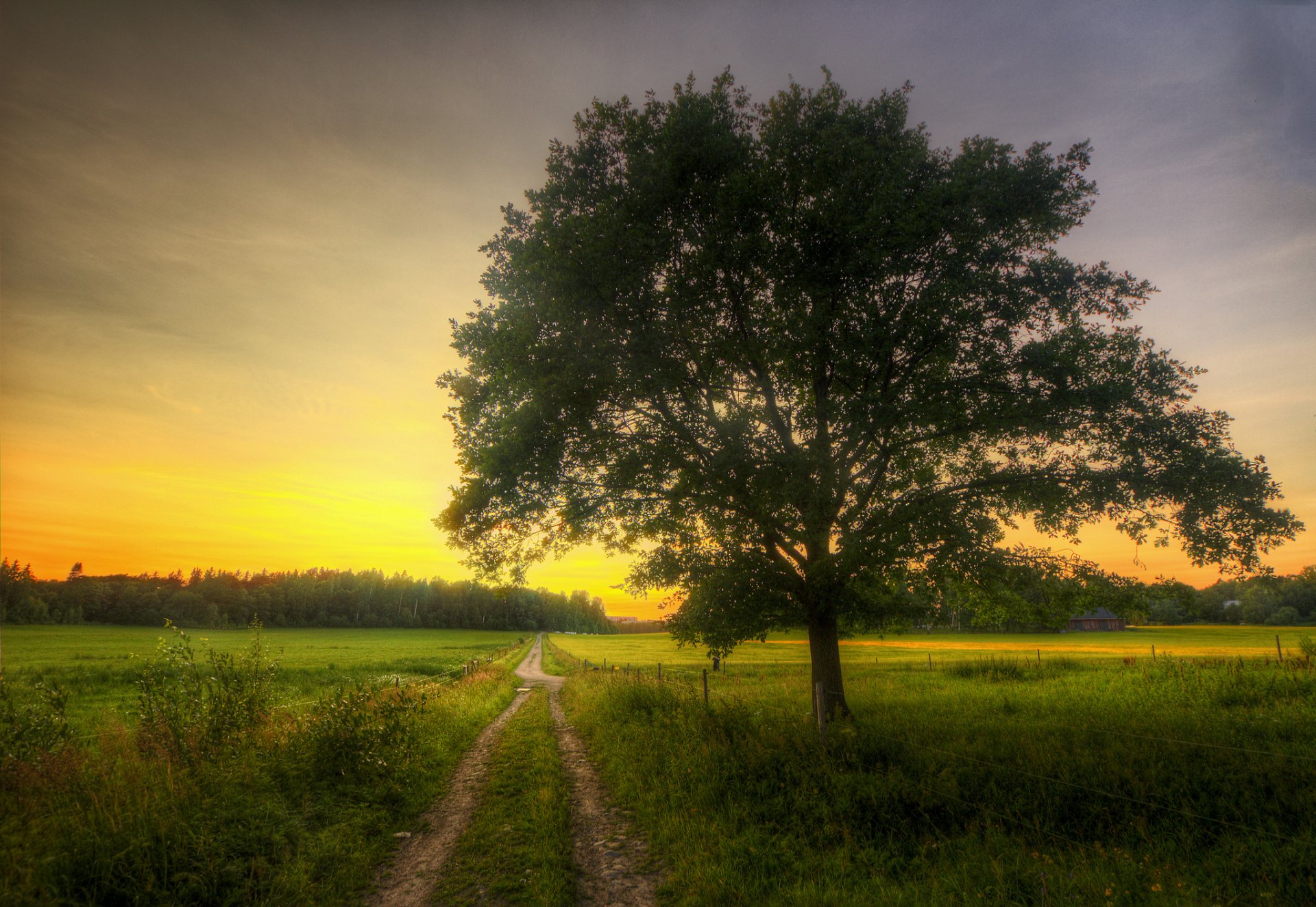 grove of the field road tree house morning spring