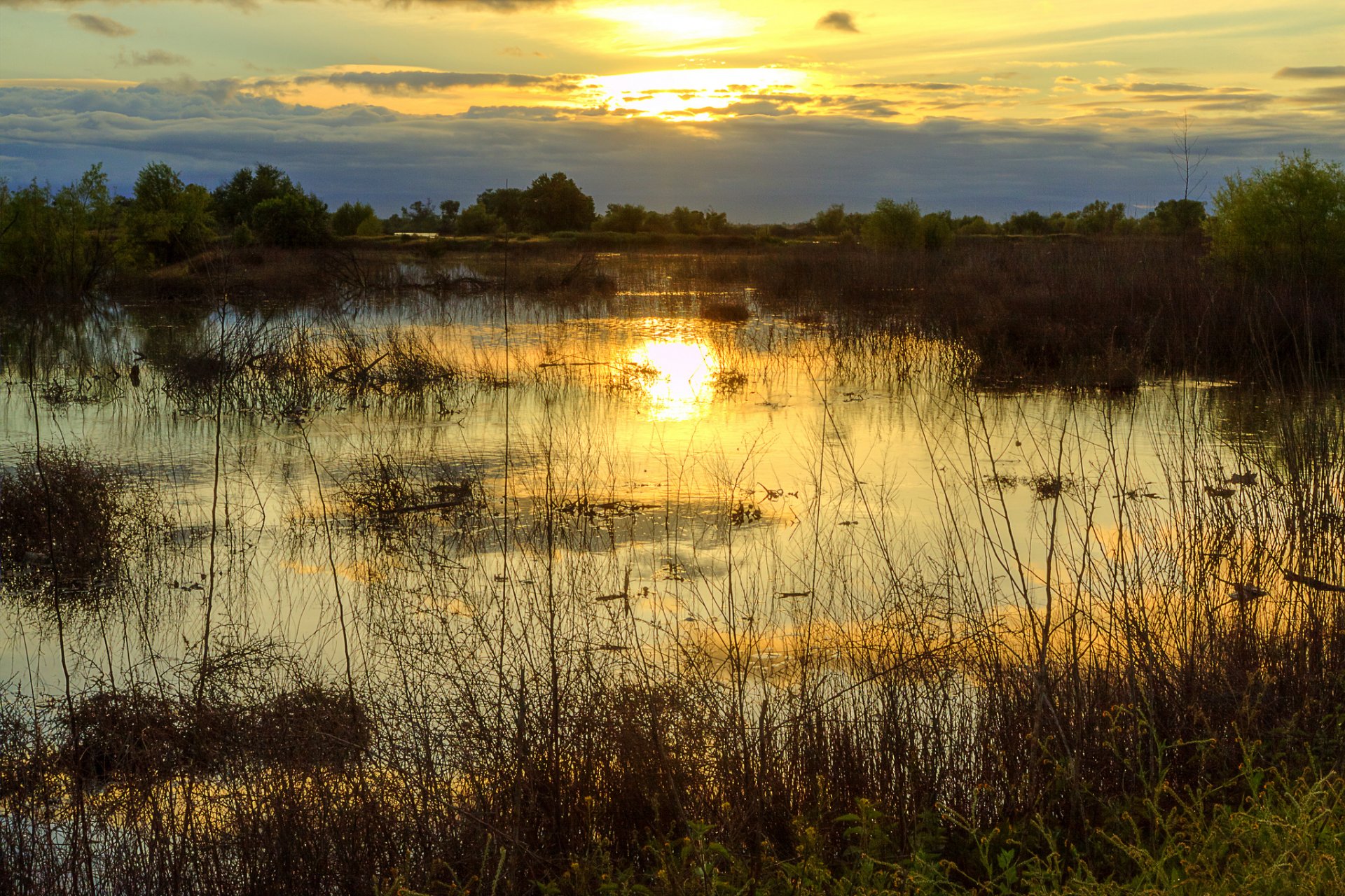 tree lake bog night sunset