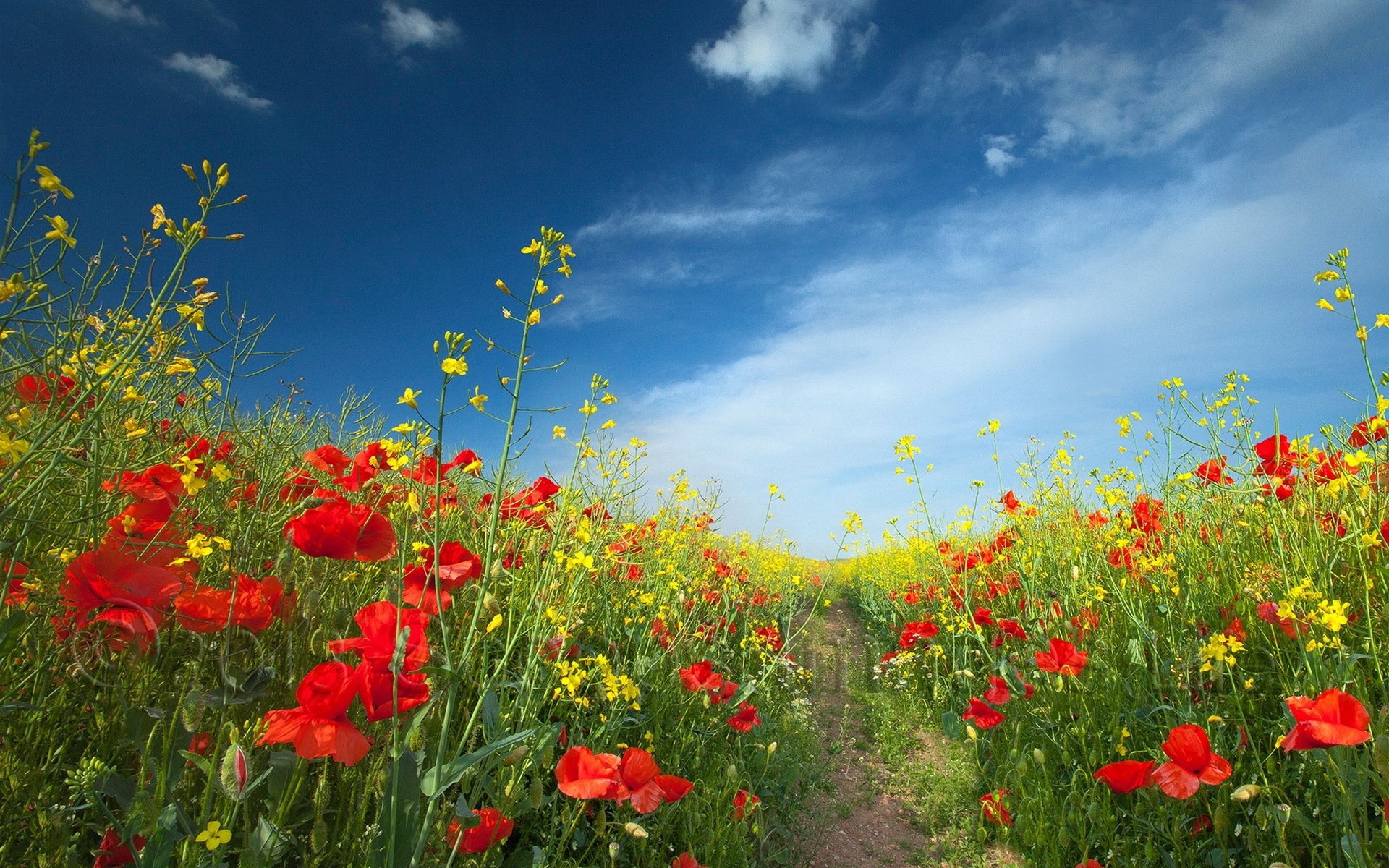 fiori campo estate paesaggio