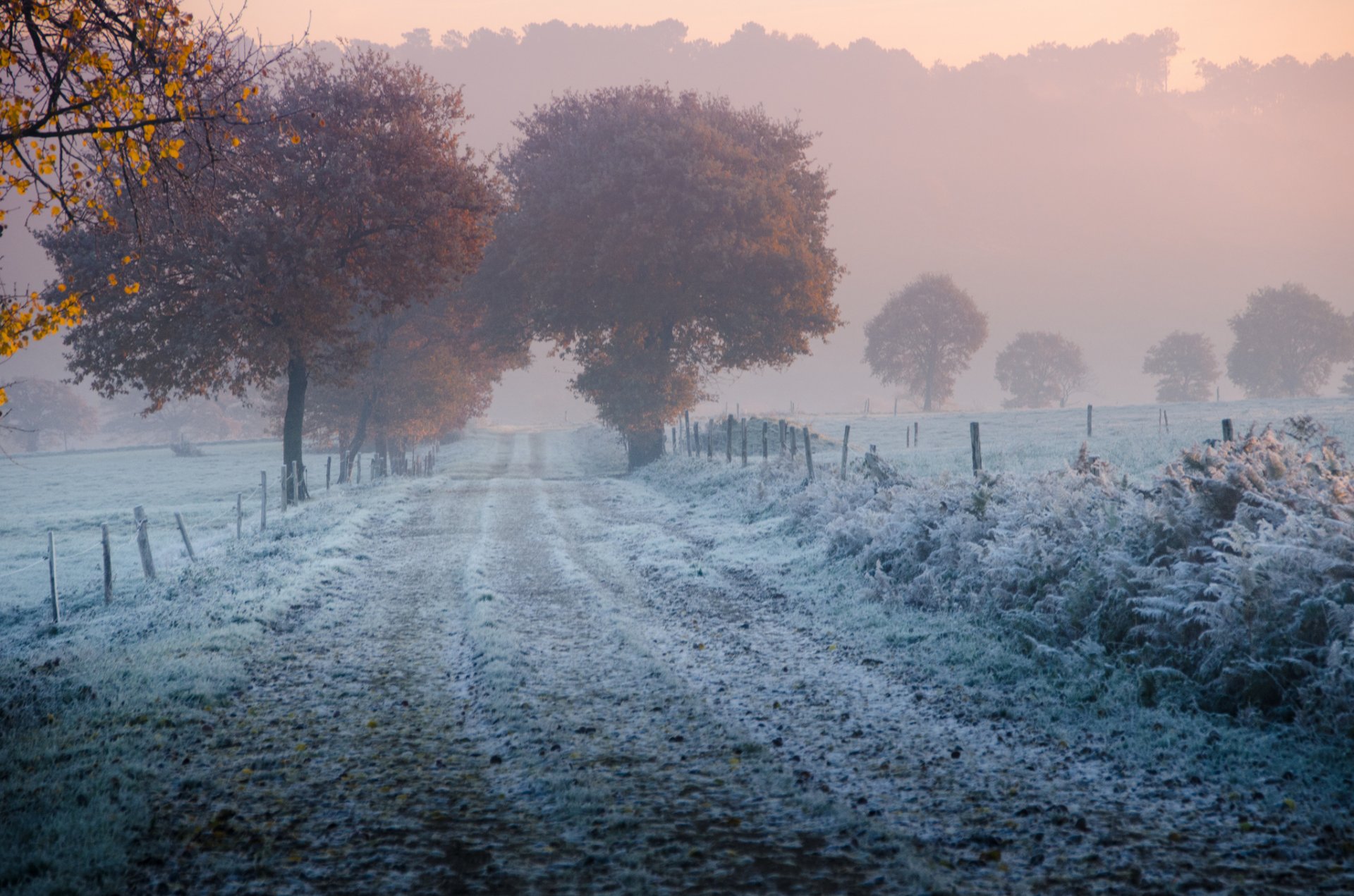 herbst bäume straße zaun gras frost frost