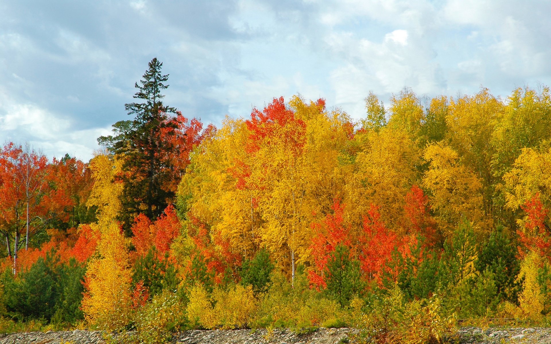 bosque otoño dorado abedules pinos cielo