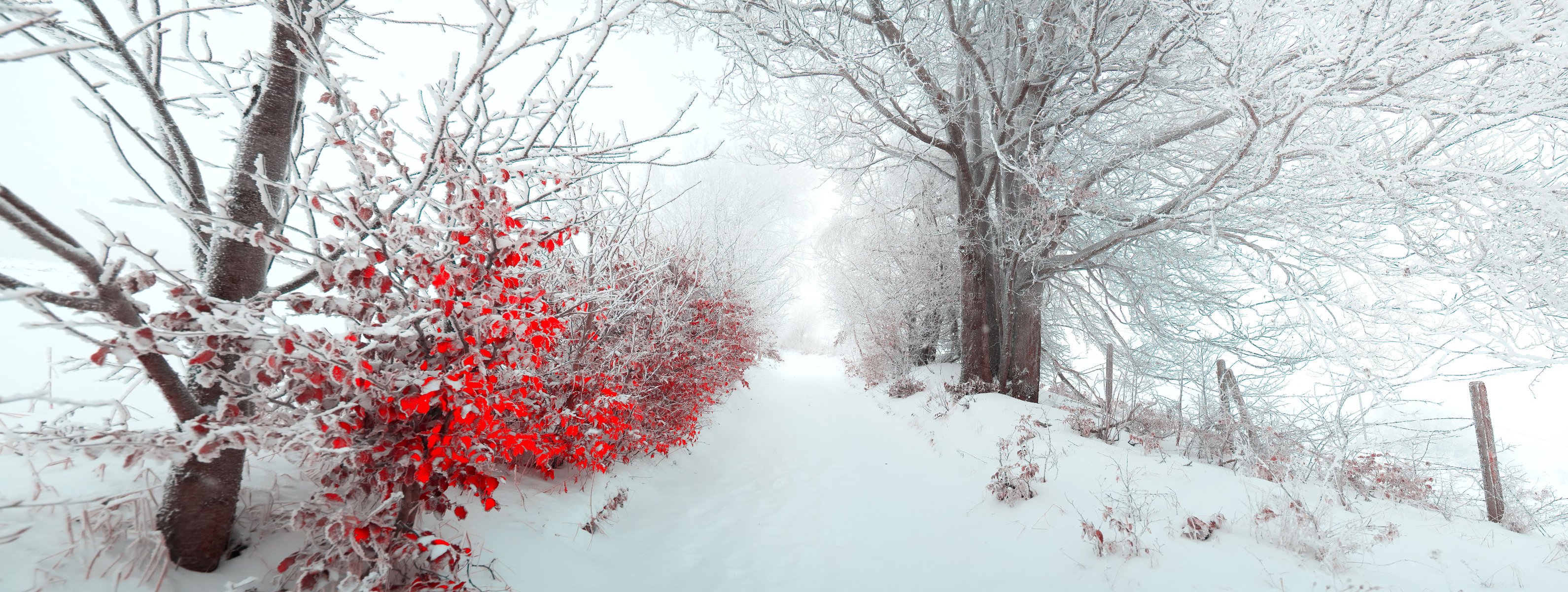 landscape beautiful nature bush alley leaves winter snow panorama fog morning merry christmas new year christmas tree