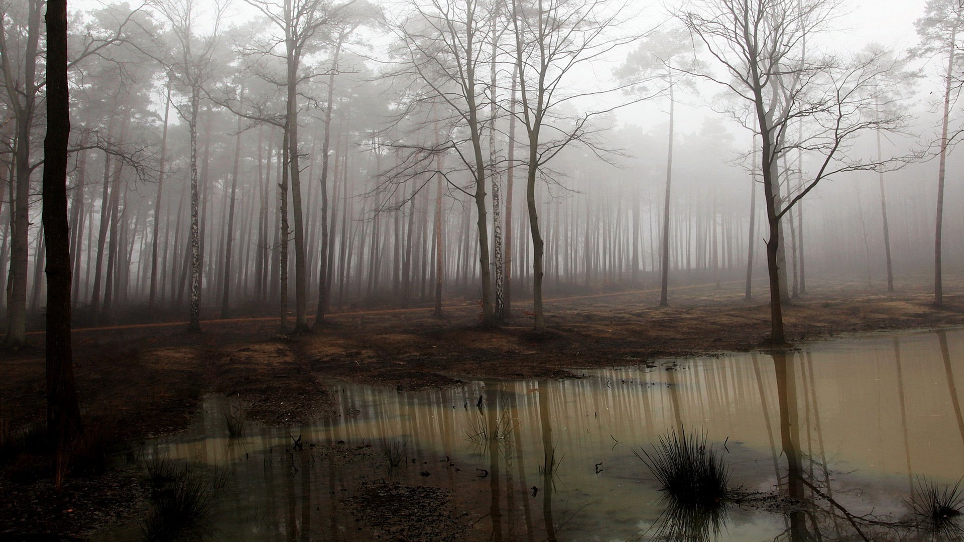 wald nebel natur landschaft