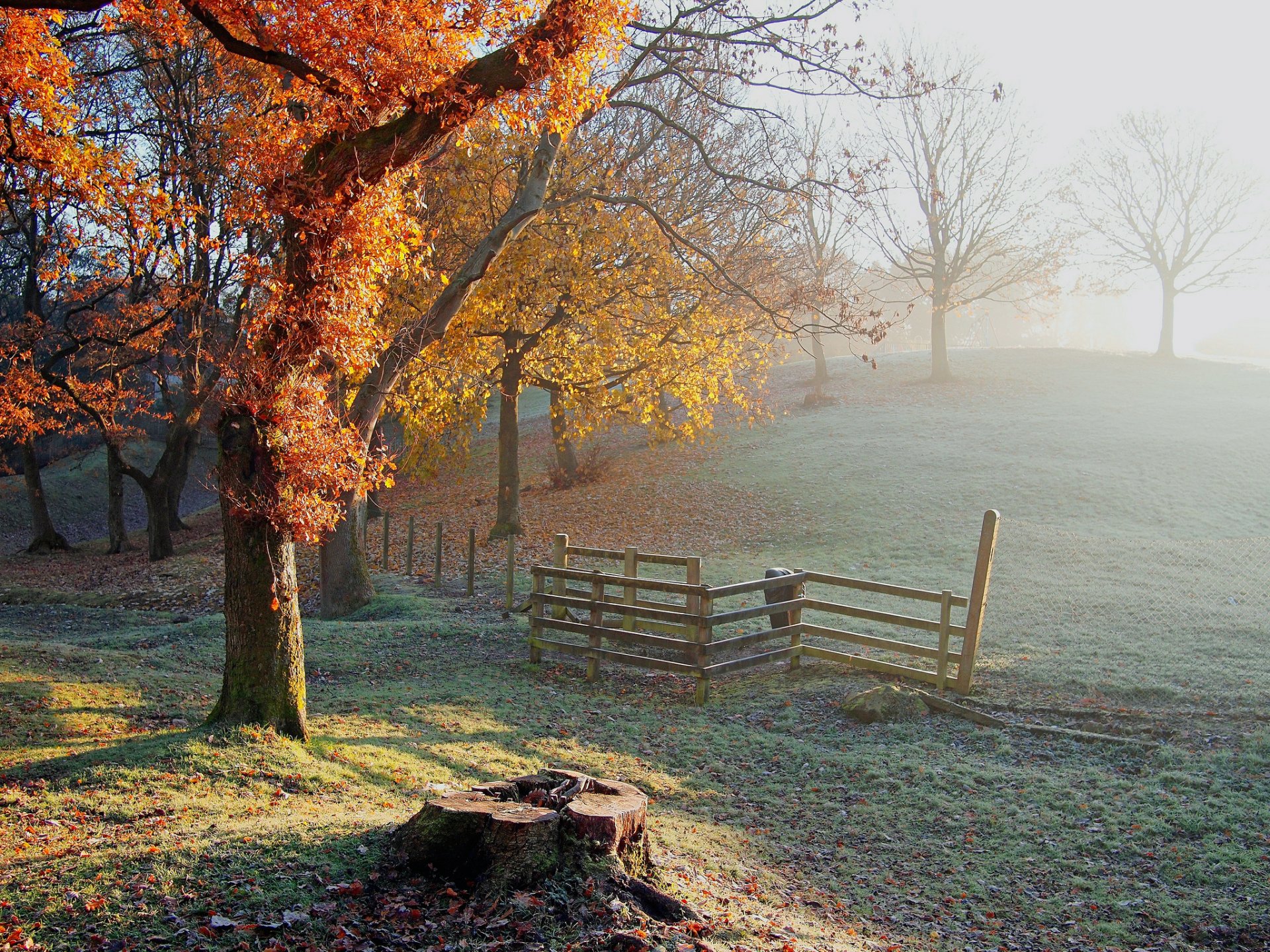 collina alberi recinzione ceppo gelo gelo autunno